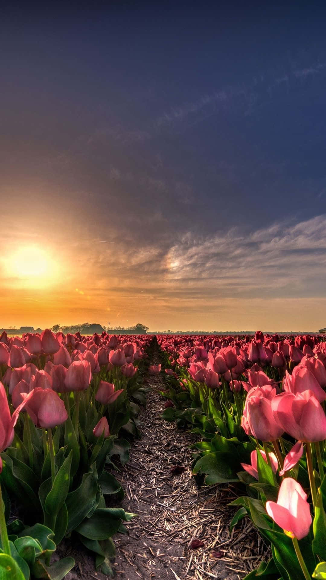 Spring Sunset, pink tulips, golden sunset, Full HD Phone Wallpaper