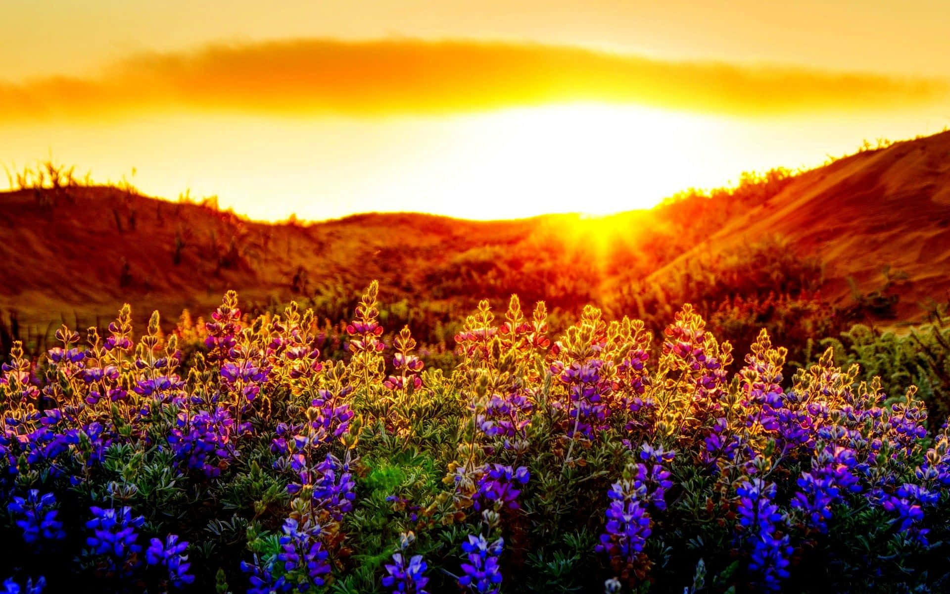 Spring Sunset, vibrant purple lupine flowers, golden sunset, Full HD Desktop Wallpaper