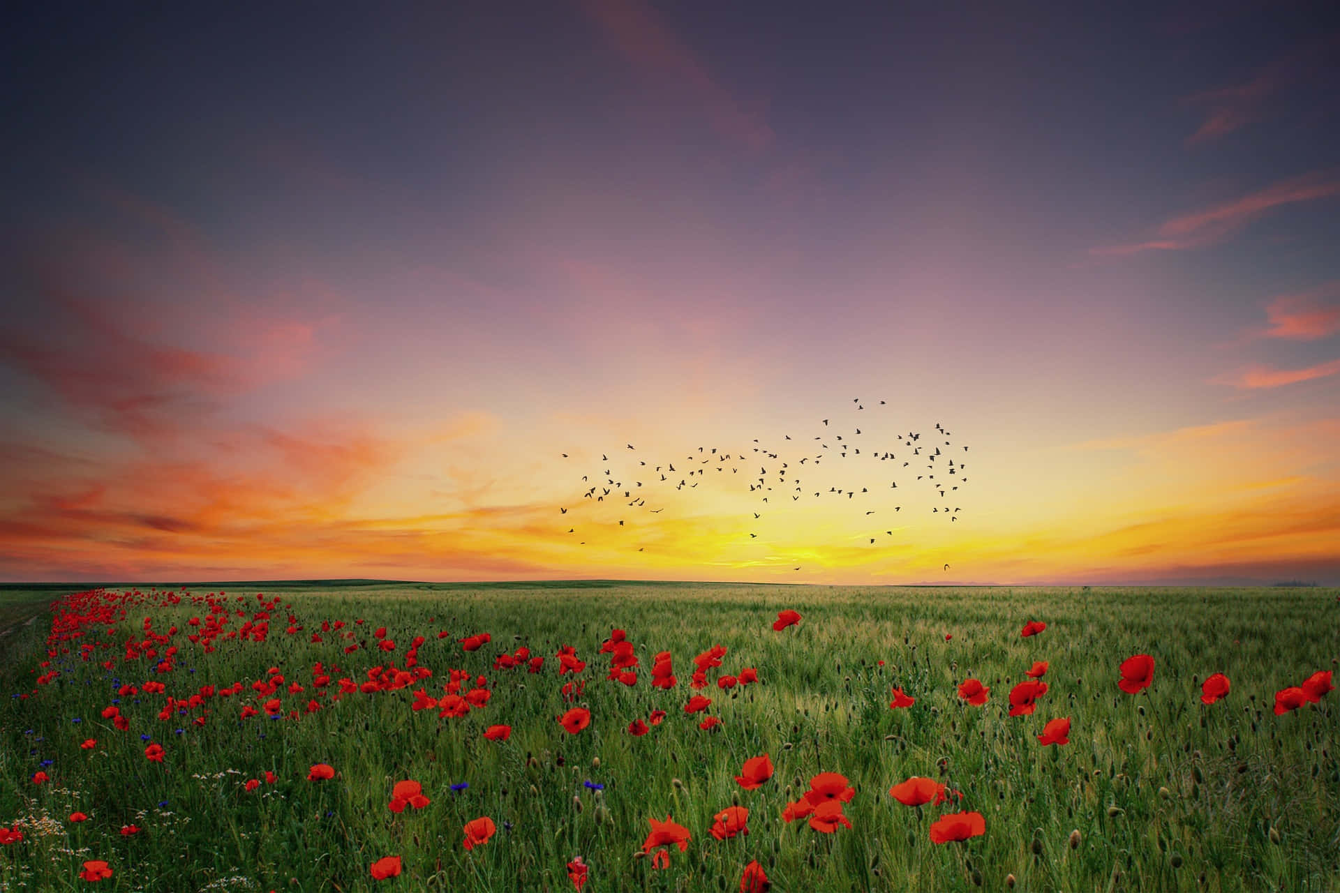 Spring Sunset, red poppies, dramatic sunset sky, Full HD Desktop Wallpaper