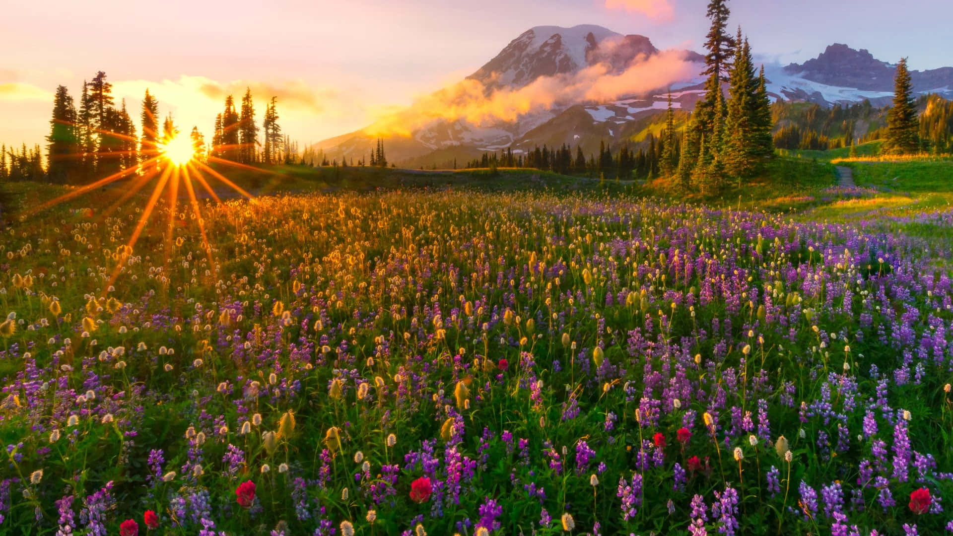 Spring Sunset, pine trees, vibrant field of purple lupines, Full HD Desktop Wallpaper