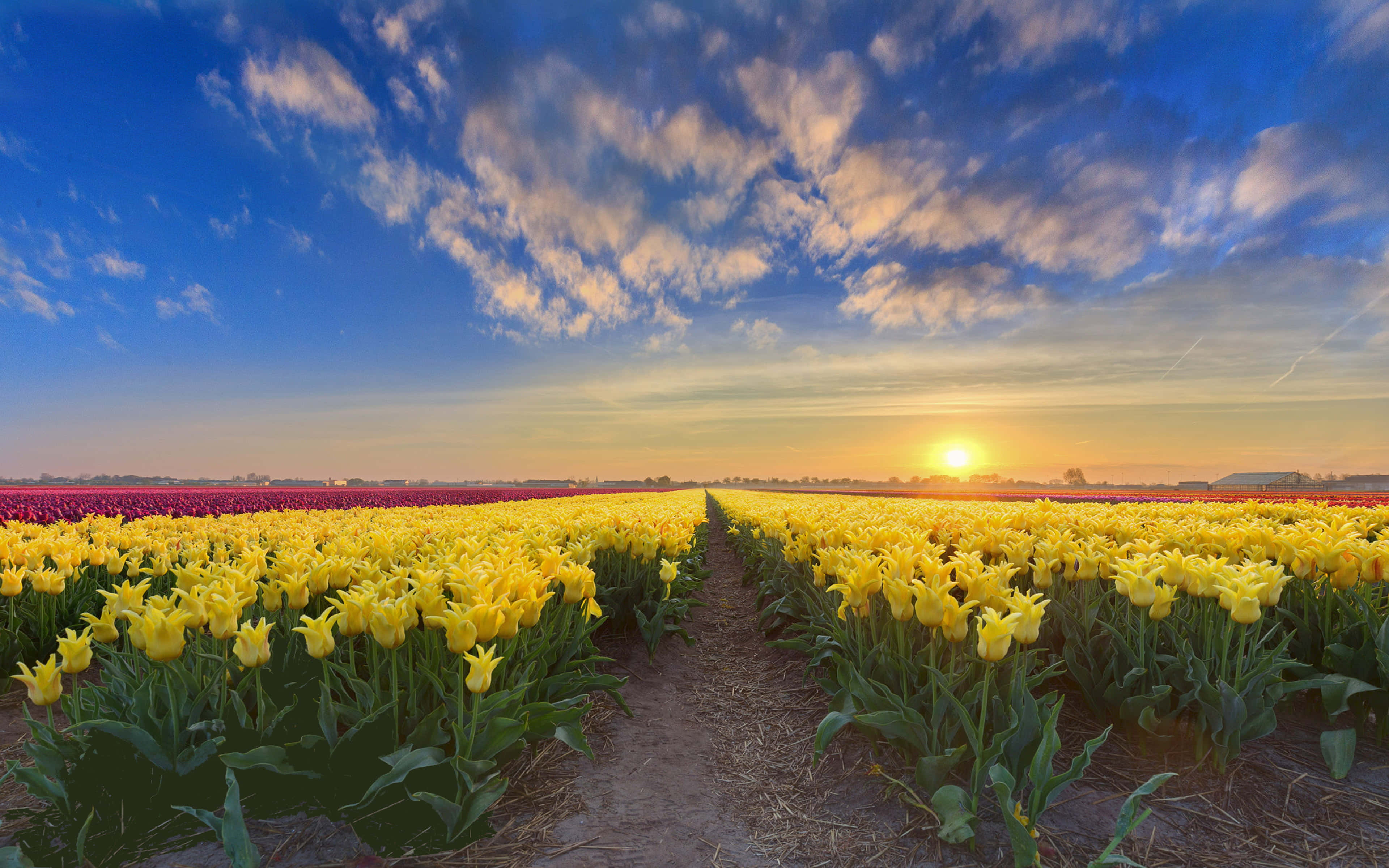 Spring Sunset, vibrant yellow tulips, purple tulips, 4K Desktop Wallpaper