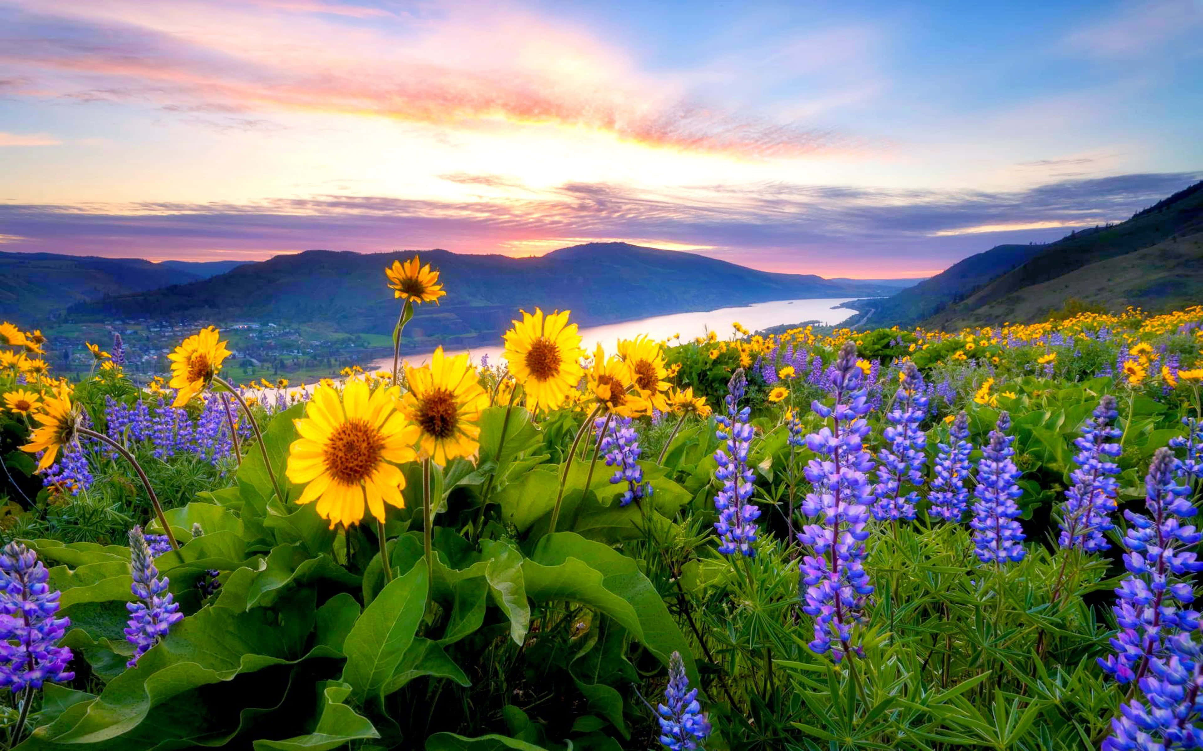 Golden Spring Sunset, vibrant yellow sunflowers, purple lupines, 4K Desktop Wallpaper