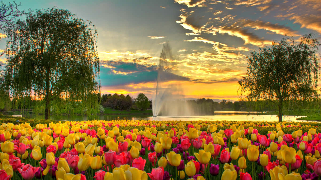 Spring Sunset, yellow and pink tulips, sunset, HD Desktop Wallpaper