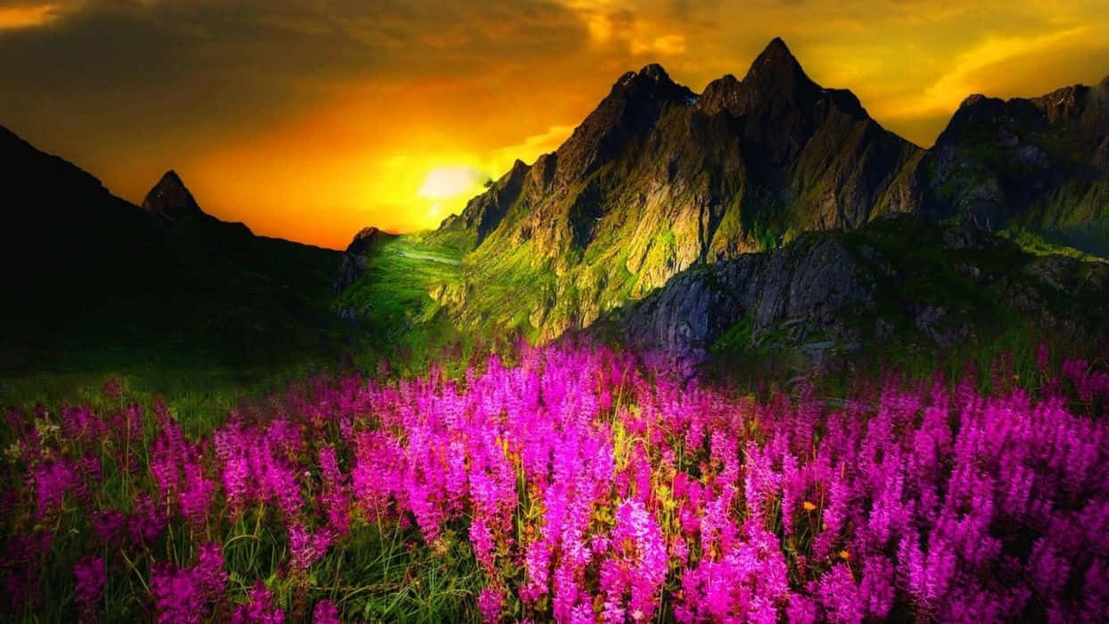 Spring Sunset, vibrant purple wildflowers, golden sunset, SD Desktop Wallpaper