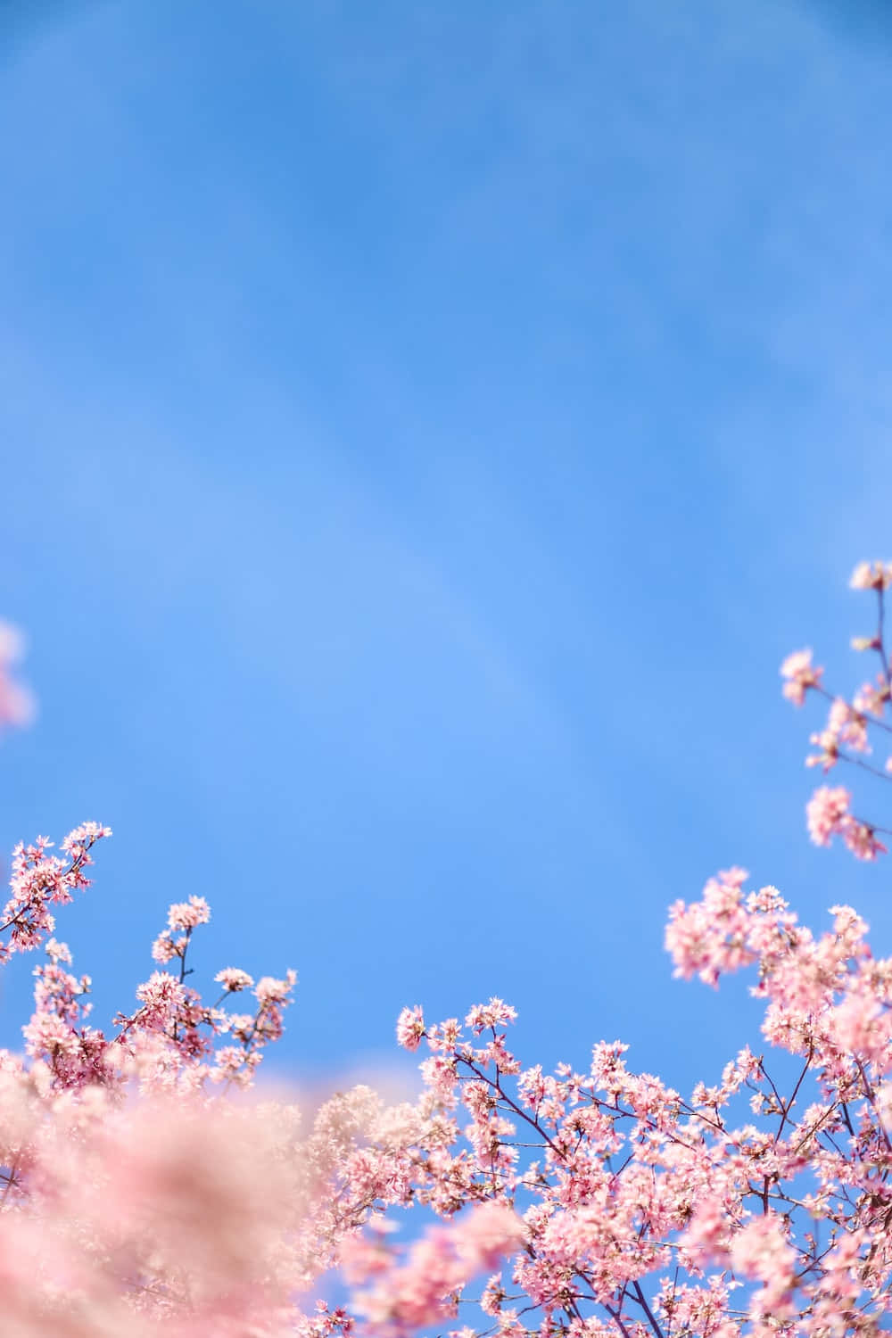 Spring Sky, pink cherry blossoms, clear blue sky, HD Phone Wallpaper