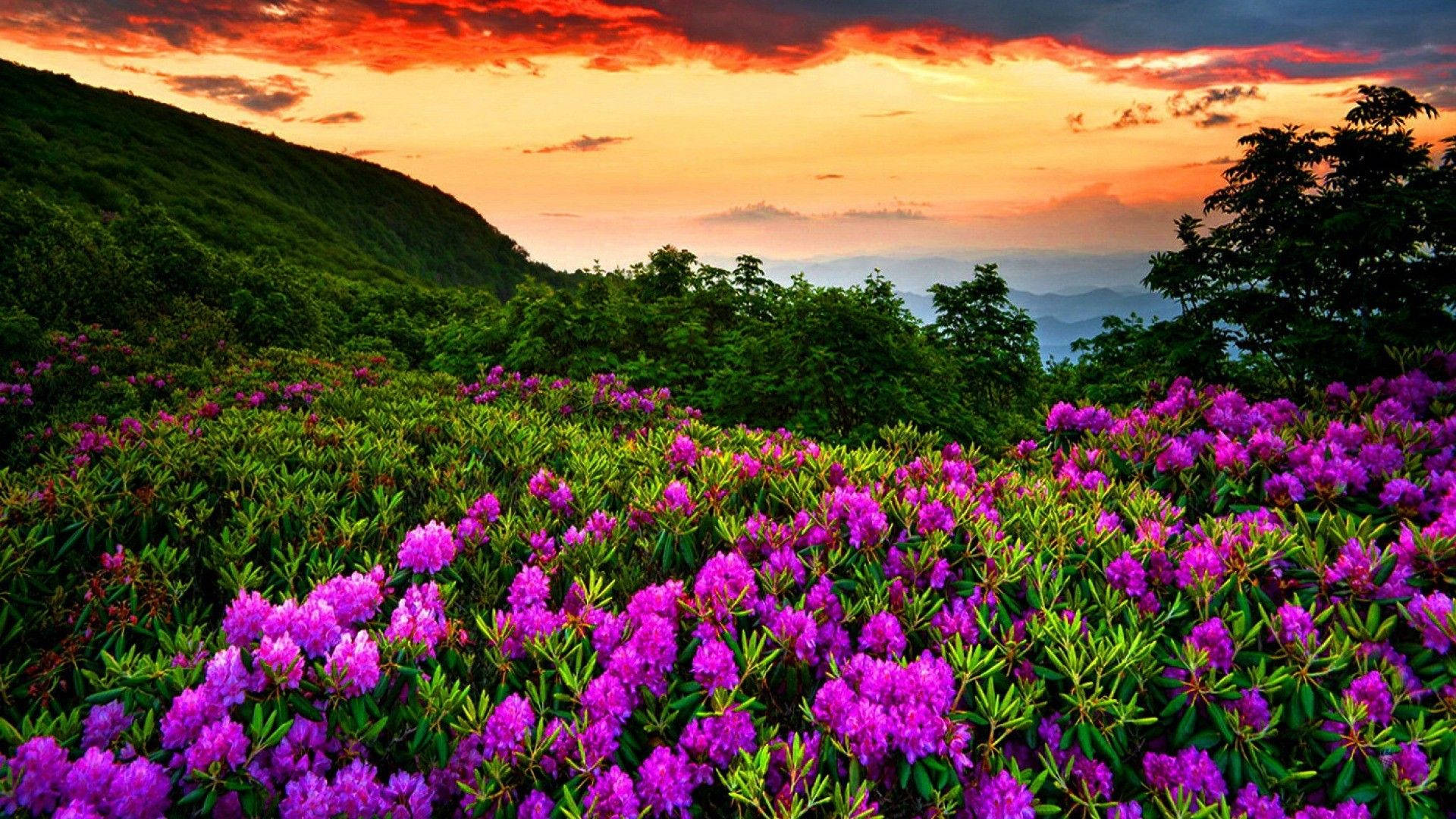 Spring Sunset, vibrant purple rhododendron blooms, lush green hillside, Full HD Desktop Wallpaper