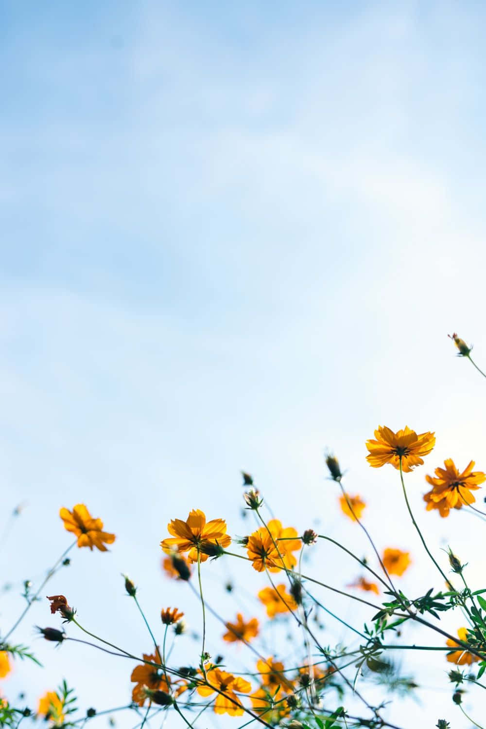 Spring Sky, vibrant orange cosmos flowers, soft blue sky, HD Phone Wallpaper