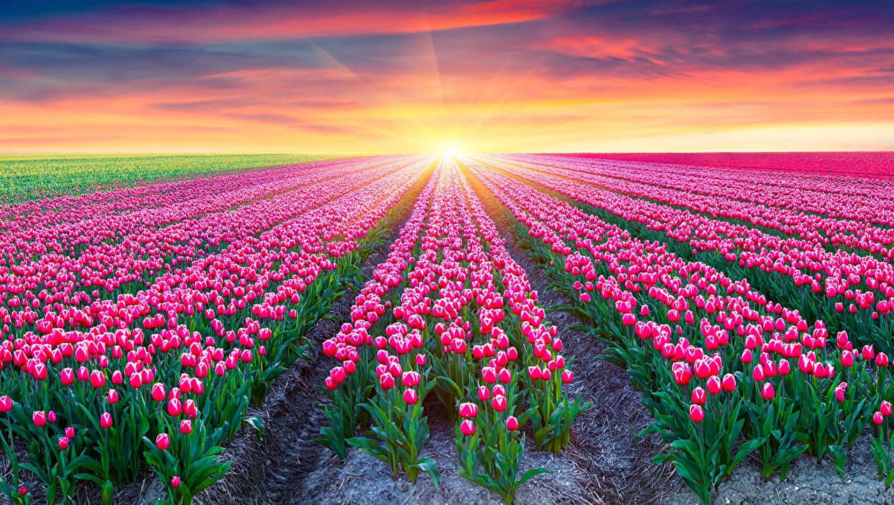 Spring Sunrise, pink tulips, fiery orange, HD Desktop Wallpaper
