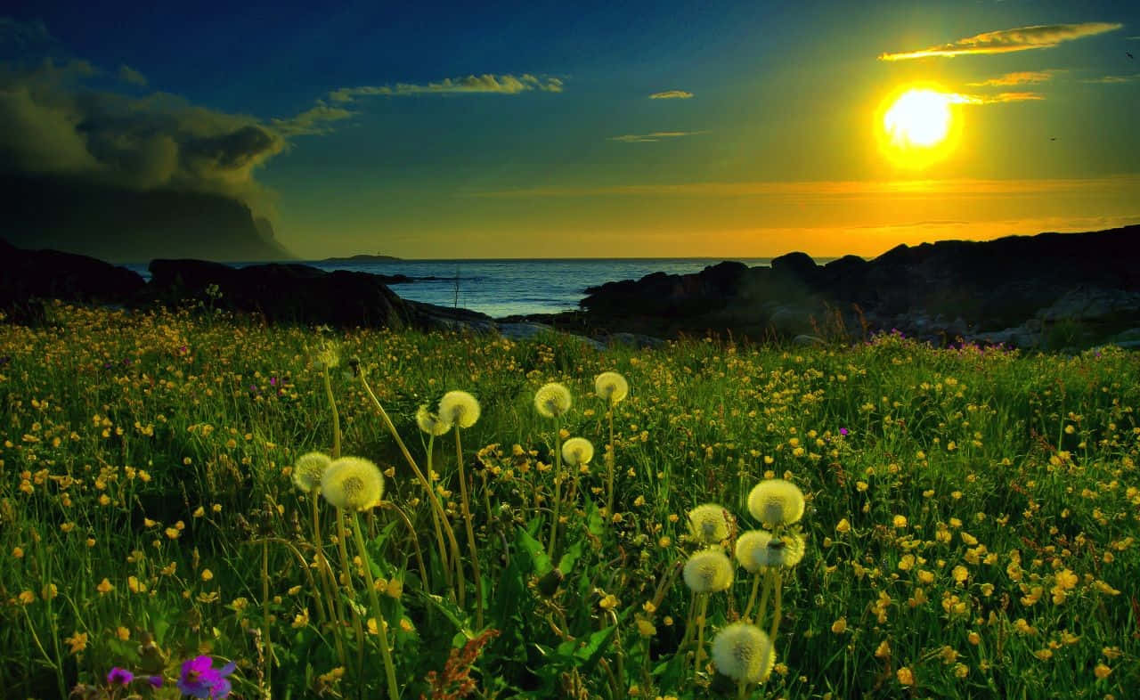 Spring Sunset, golden dandelions, grassy field, HD Desktop Wallpaper