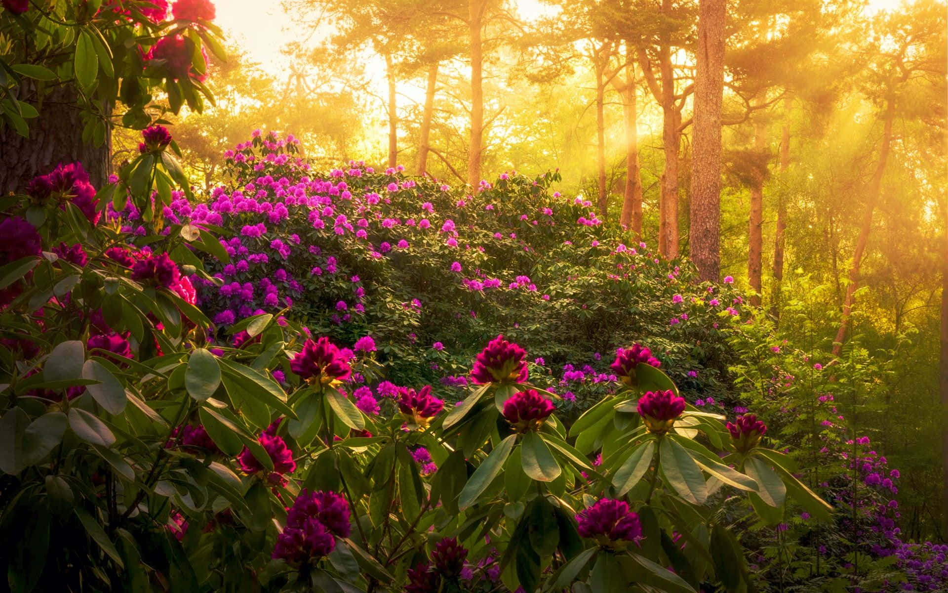 Spring Sunrise, vibrant purple rhododendron bush, lush forest, Full HD Desktop Wallpaper