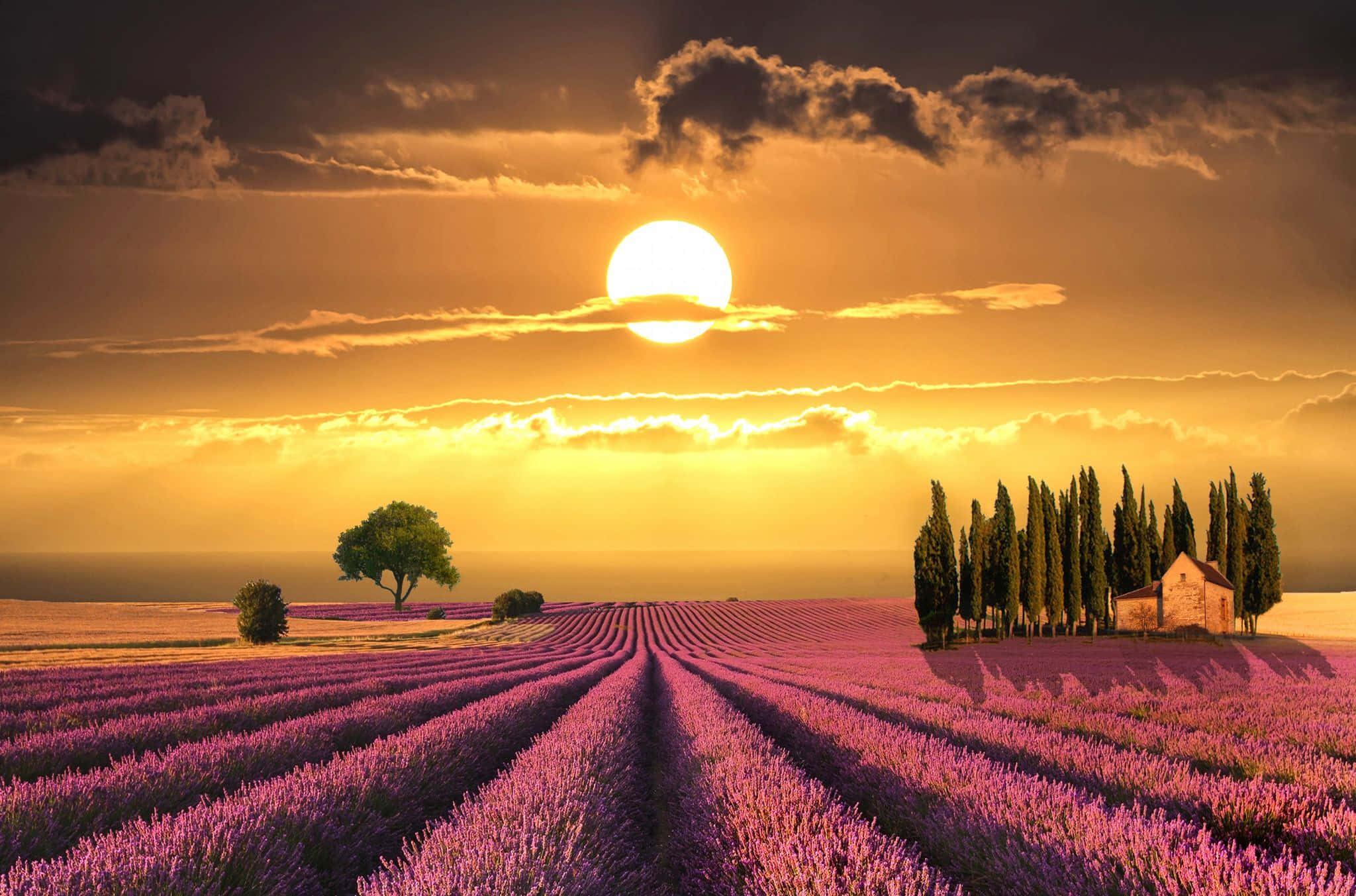 Spring Sunset, lavender fields, golden sunset, Full HD Desktop Wallpaper