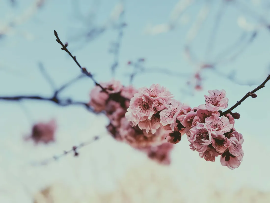 Spring Sunshine