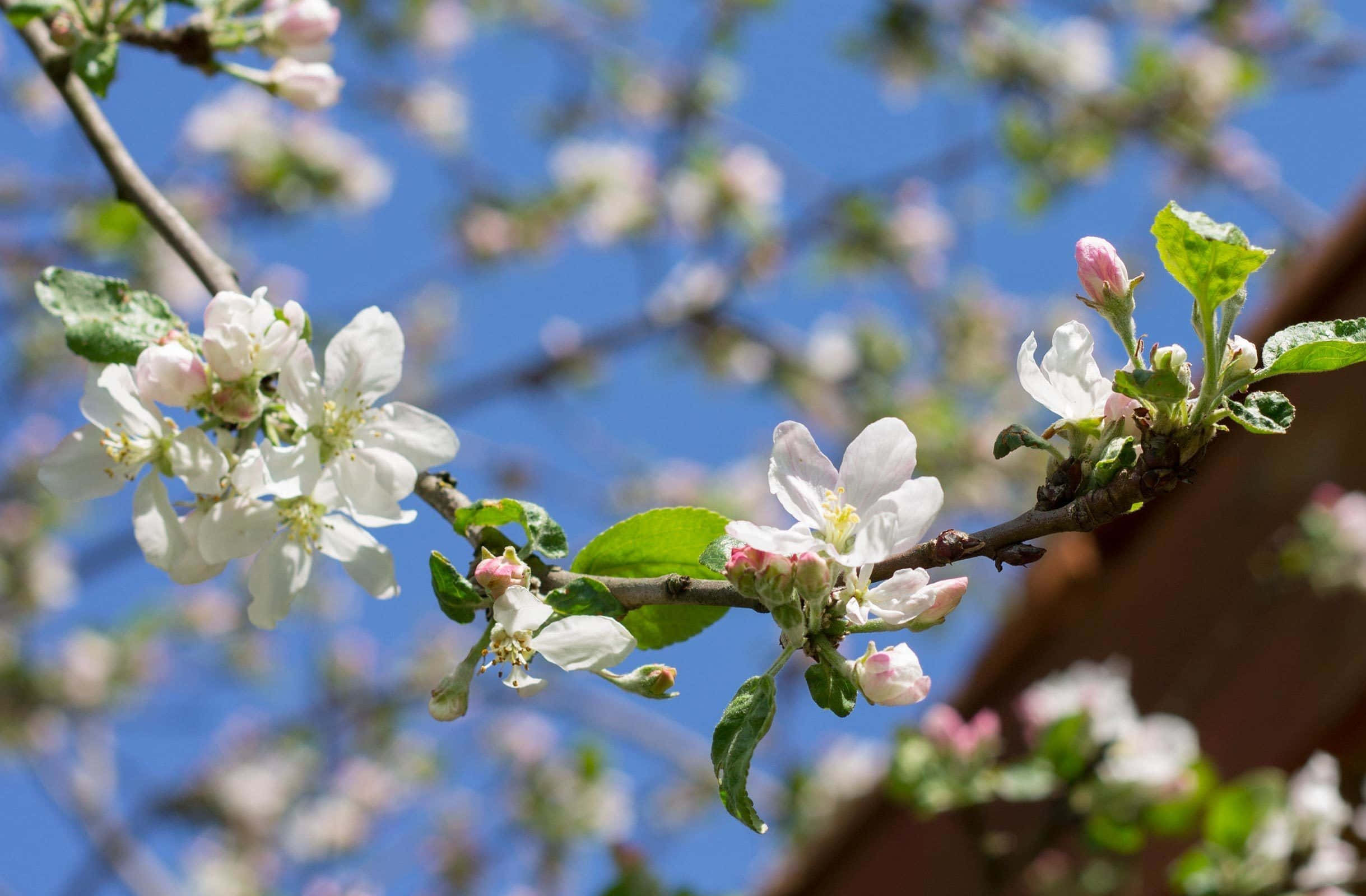 spring sunshine, white apple blossoms, pink buds, Full HD Desktop Wallpaper