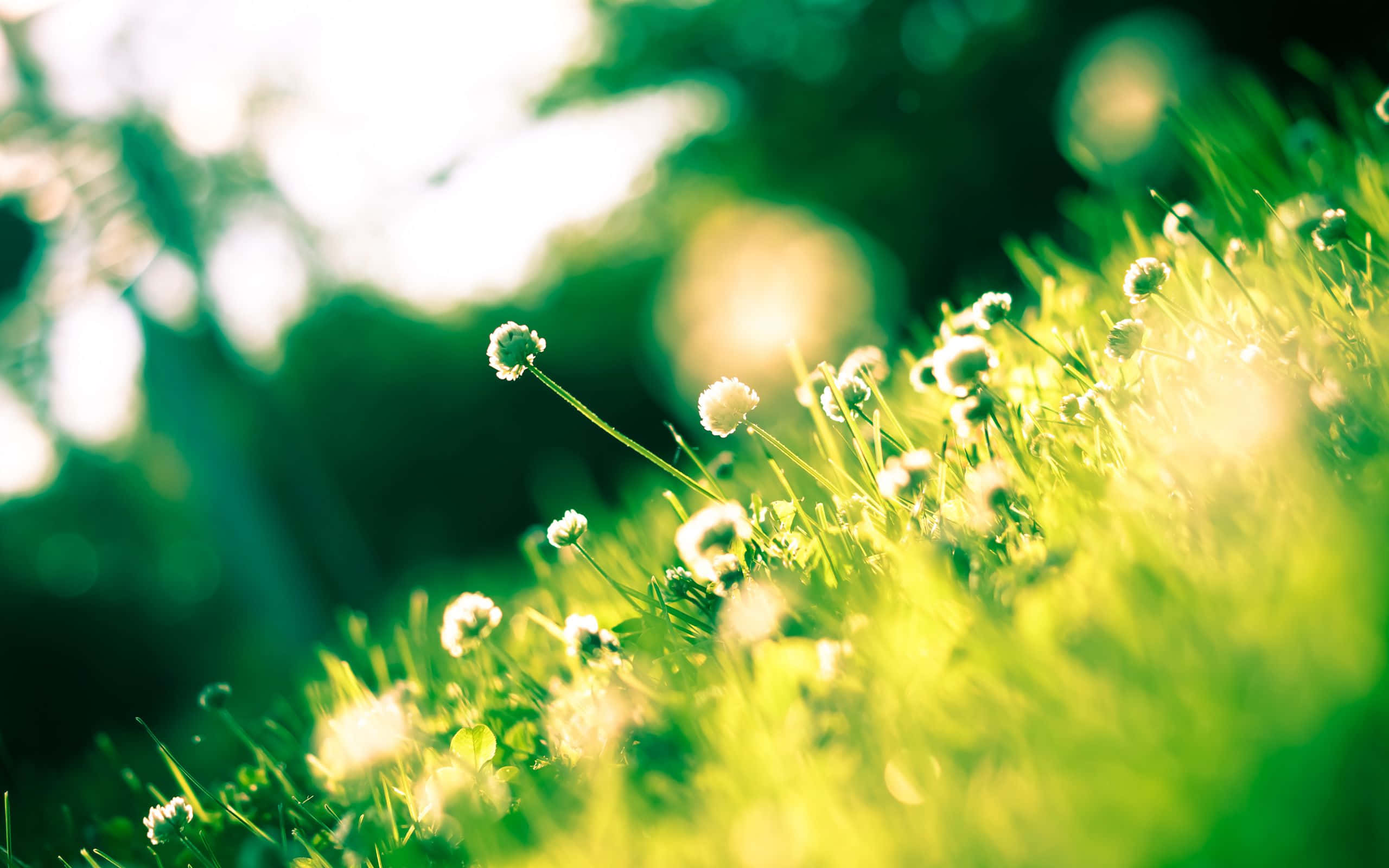 Spring Sunshine, vibrant green grass, delicate white clover blossoms, 2K Desktop Wallpaper
