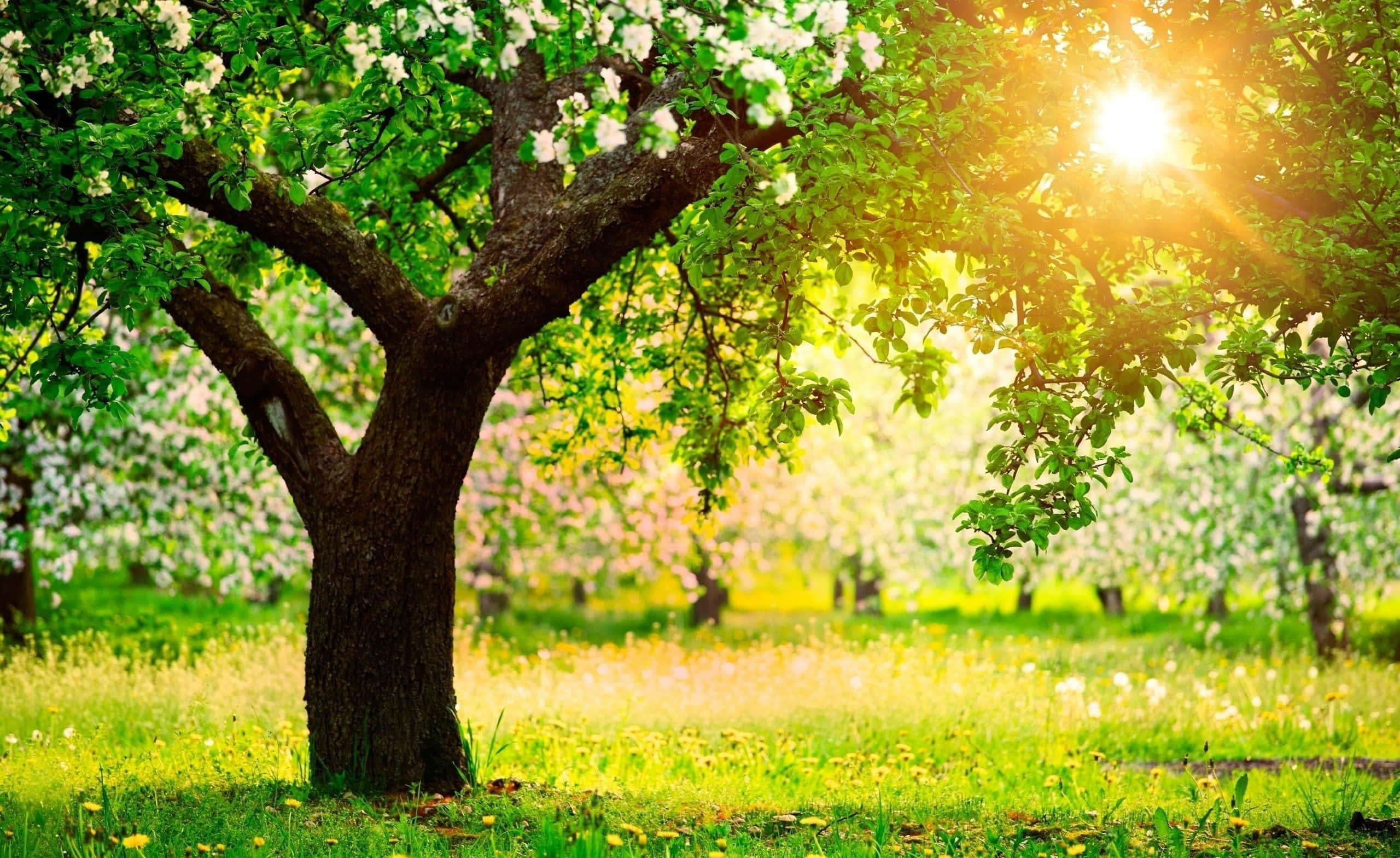 Spring Sunshine, white flowers, sturdy tree, 2K Desktop Wallpaper