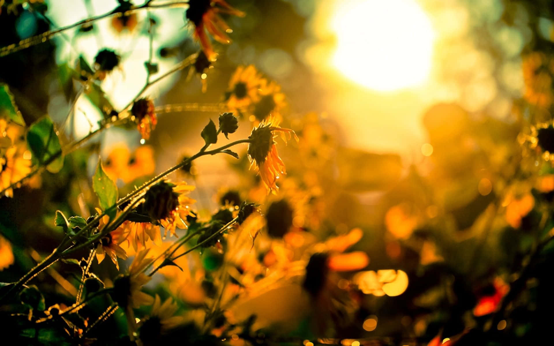 Spring Sunshine, sunflowers, golden glow, Full HD Desktop Wallpaper