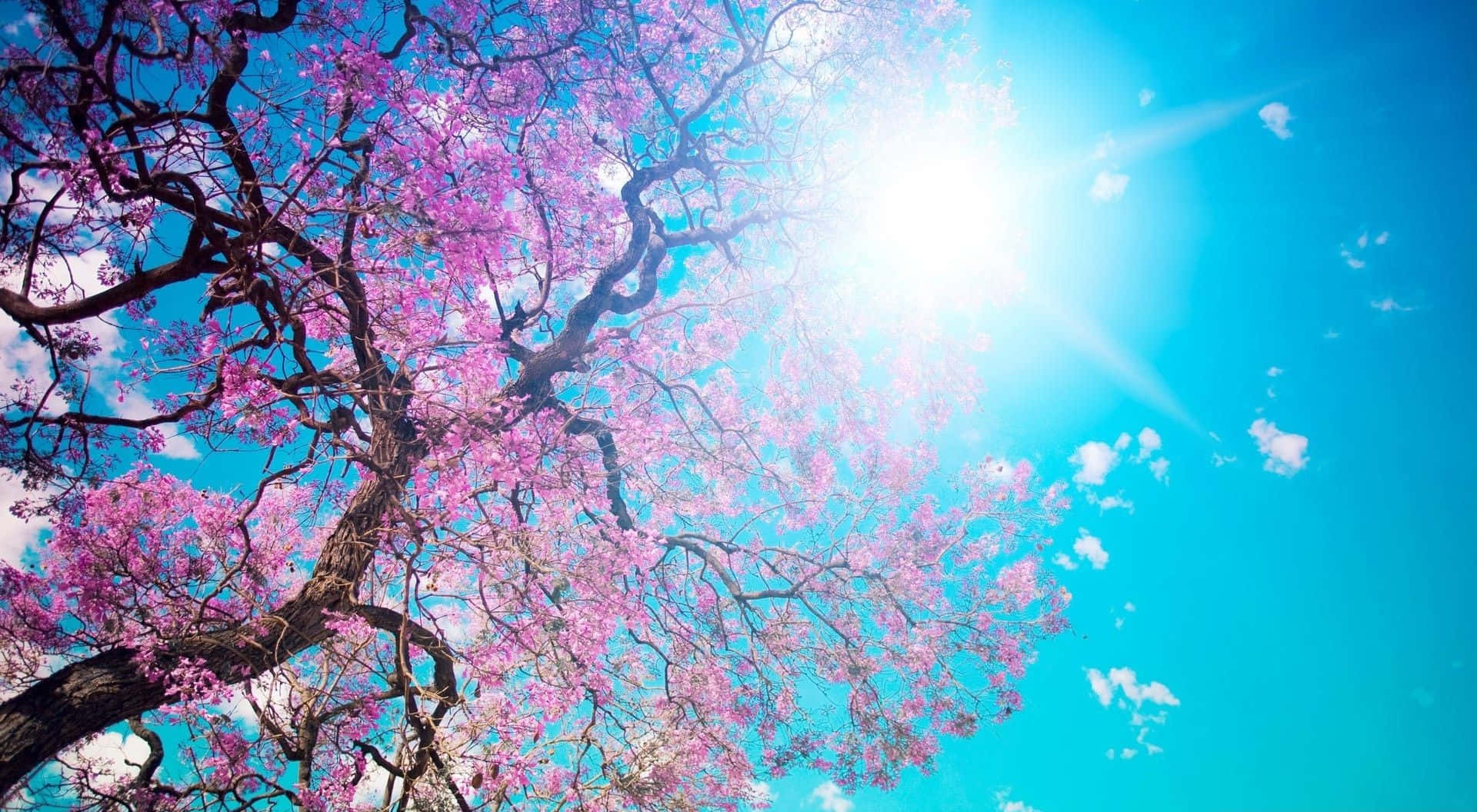 Spring Sunshine, pink flowering tree, bright blue sky, Full HD Desktop Wallpaper