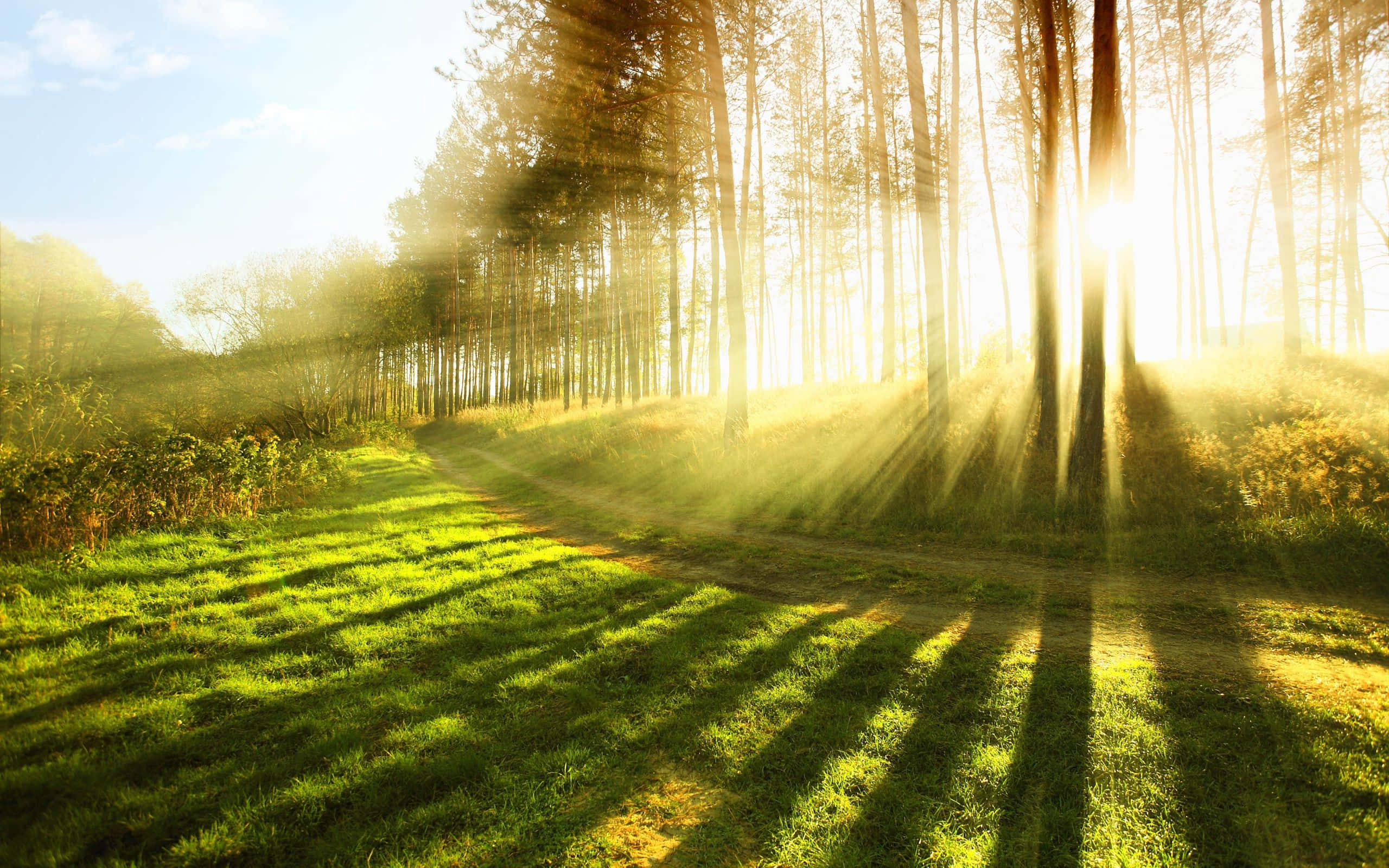 Spring Sunshine, lush meadow, golden sunlight, 2K Desktop Wallpaper