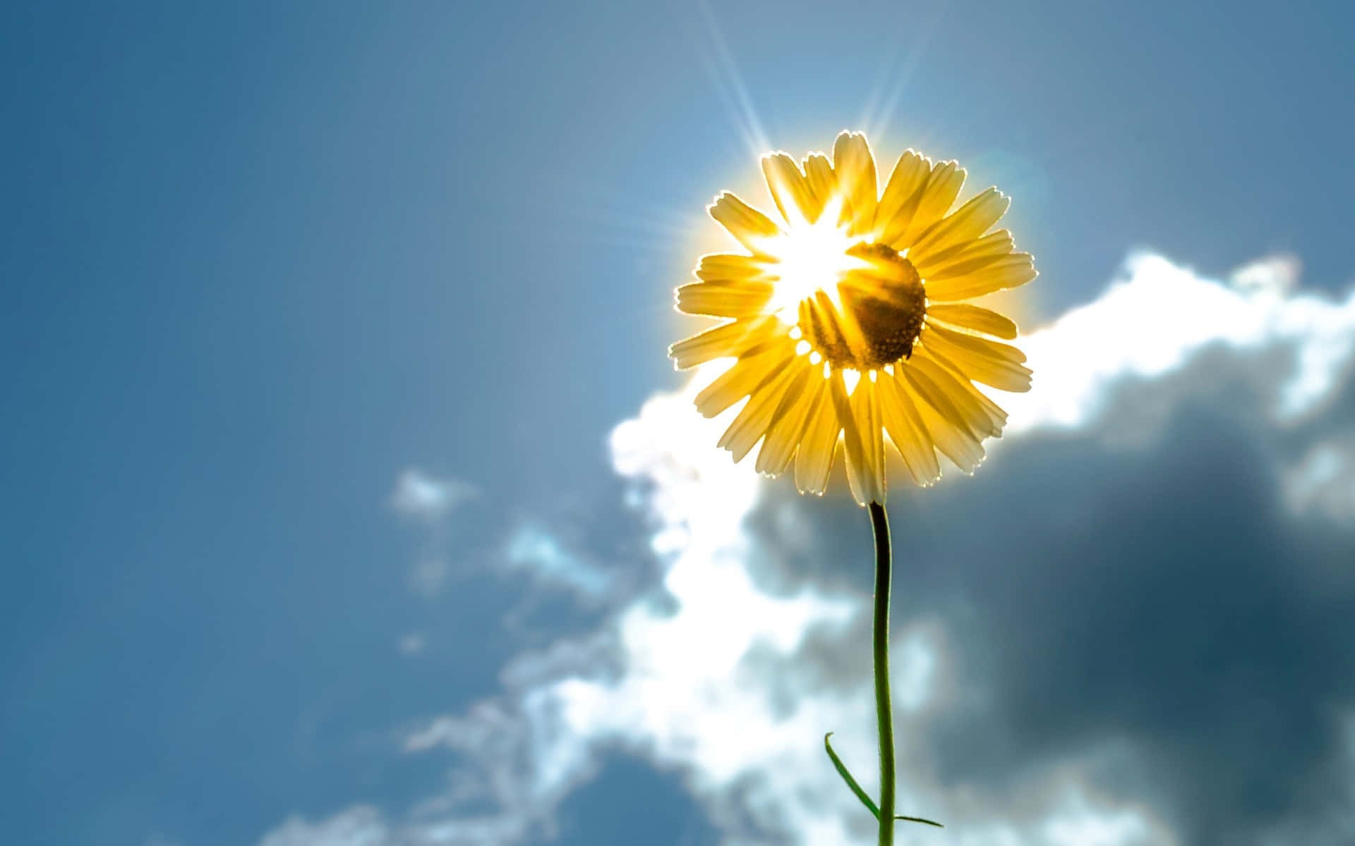 yellow daisy, sun, blue sky, Full HD Desktop Wallpaper