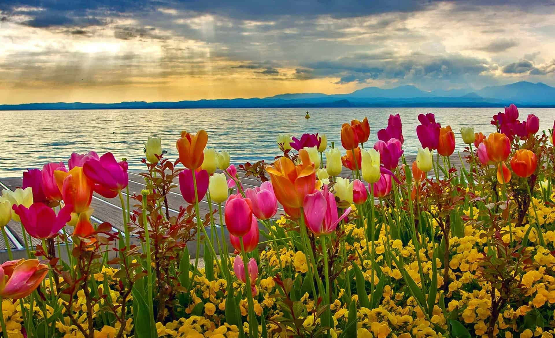 Spring Sunshine, tulips, yellow flowers, Full HD Desktop Wallpaper