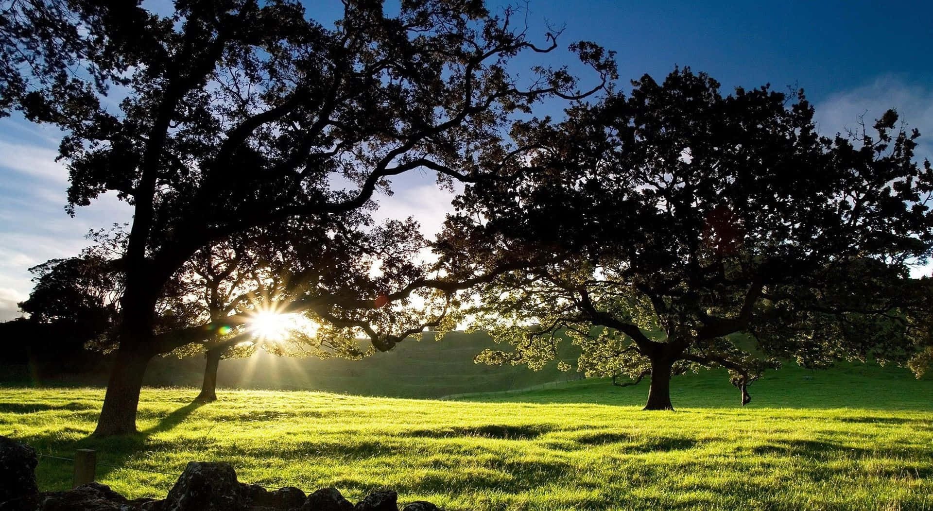 Spring Sunshine, oak branches, vibrant green meadow, Full HD Desktop Wallpaper