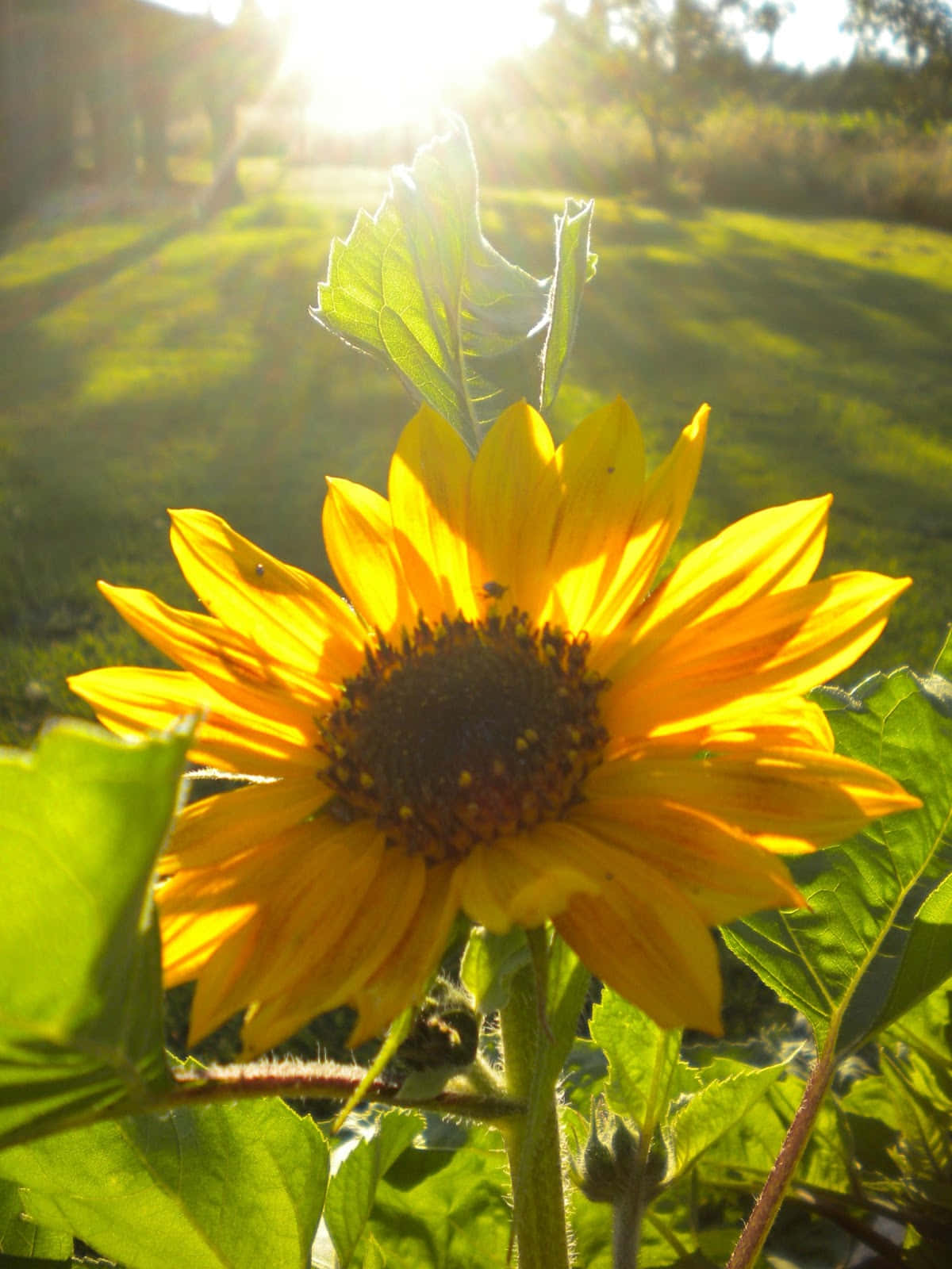 Spring Sunshine, sunflower, golden sunlight, HD Phone Wallpaper
