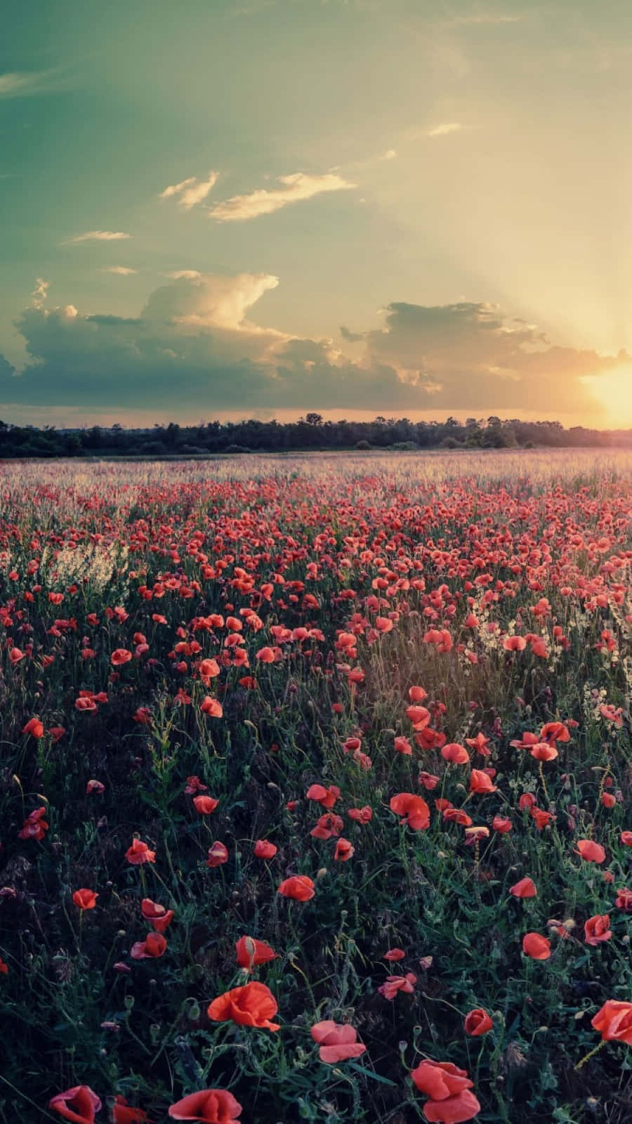 red poppies, golden sunset sky, soft clouds, HD Phone Wallpaper