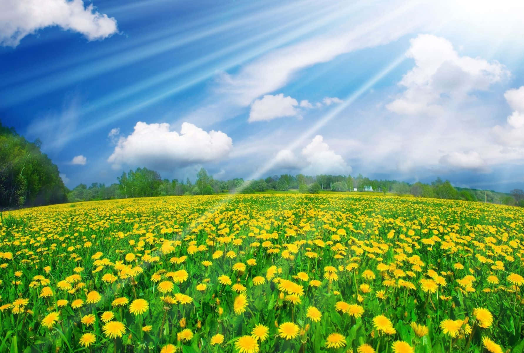 Spring Sunshine, vibrant yellow dandelions, lush green grass, HD Desktop Wallpaper