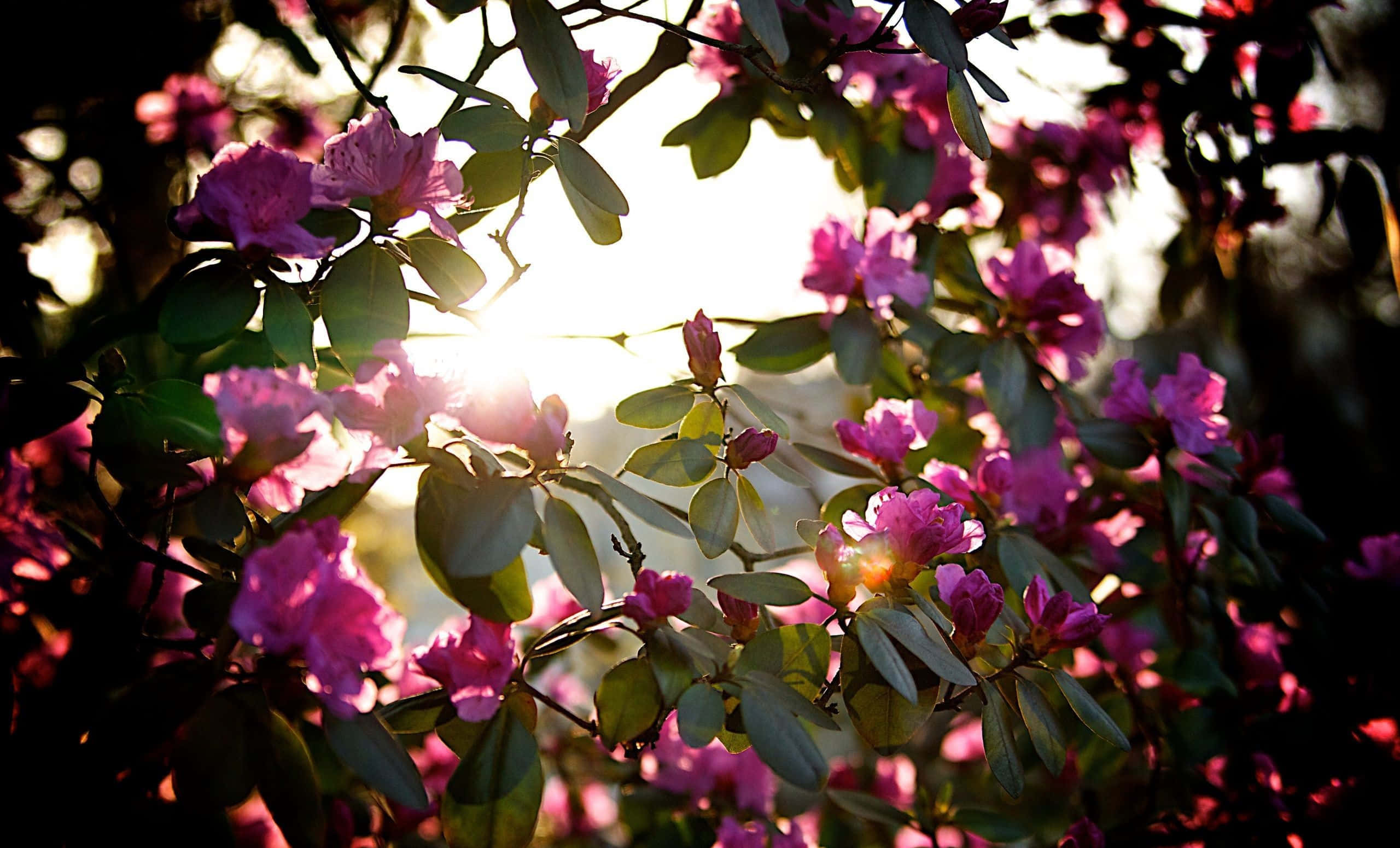 Spring Sunshine, blooming flowers, vibrant pink flowers, 2K Desktop Wallpaper
