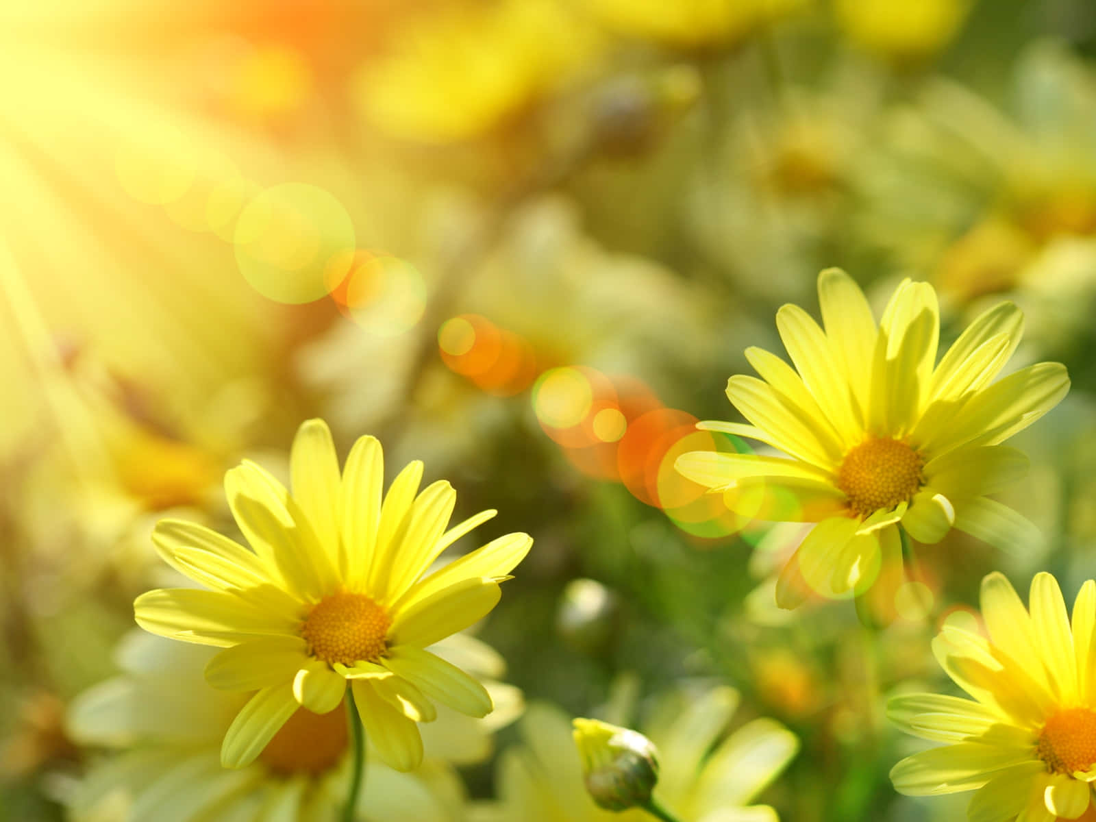 Spring Sunshine, blossoming meadow, vibrant yellow daisies, HD Desktop Wallpaper
