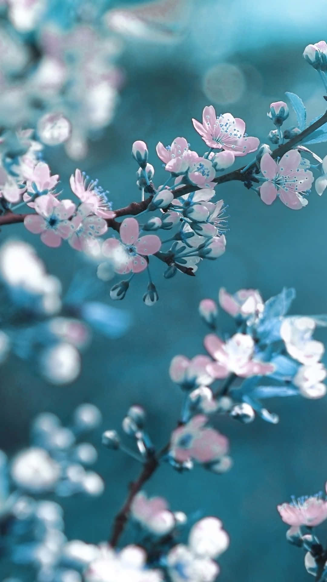 Spring Sunshine, pink cherry blossoms, dark branches, Full HD Phone Wallpaper