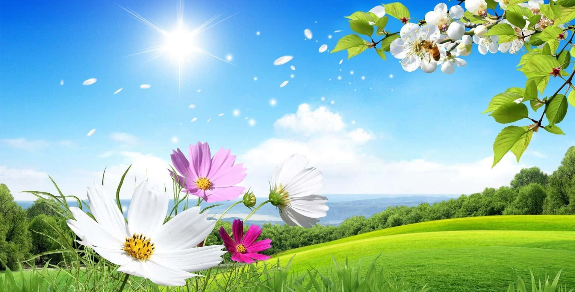 Spring Sunshine, cosmos flowers, cherry blossoms, Full HD Desktop Wallpaper