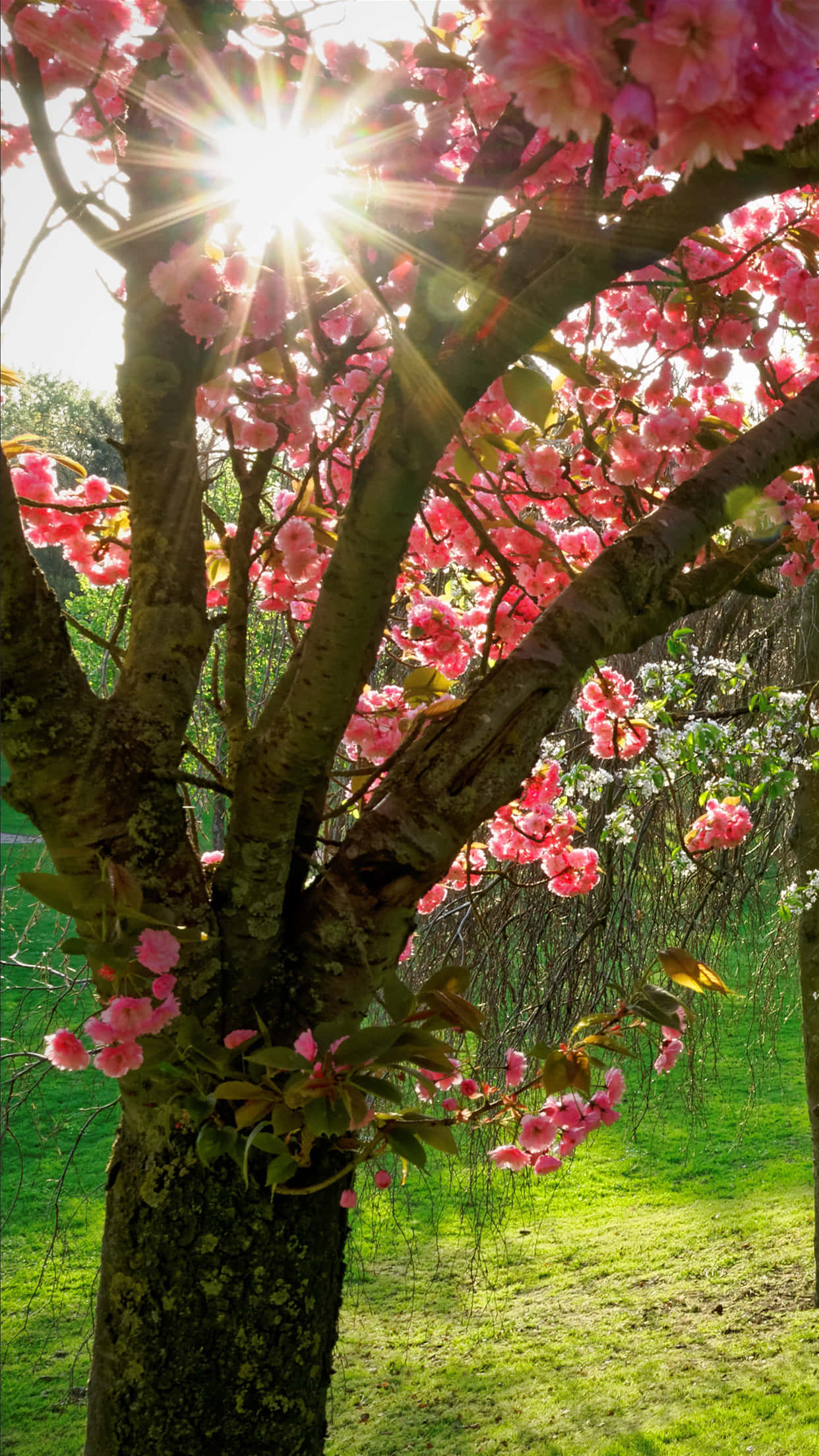 Spring Sunshine, pink cherry blossoms, vibrant green lawn, Full HD Phone Wallpaper