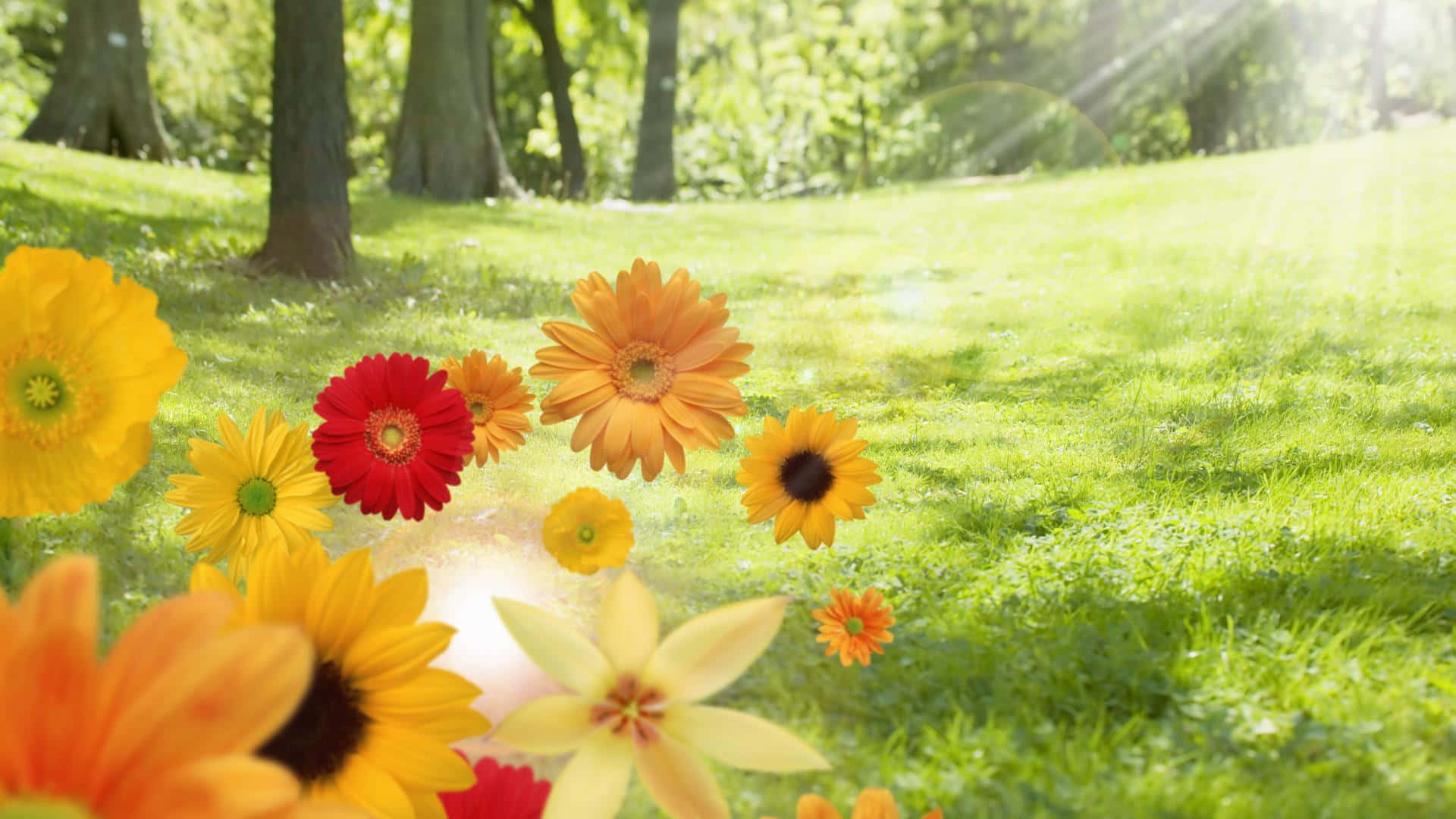 Lush Green Field, Spring Sunshine, sunflowers, Full HD Desktop Wallpaper