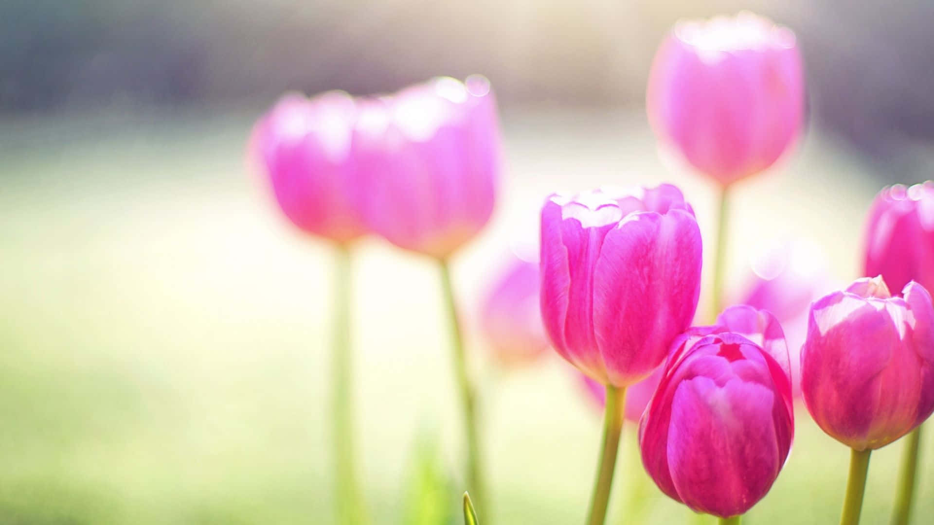 Spring Sunshine, pink tulips, sunlit green field, Full HD Desktop Wallpaper