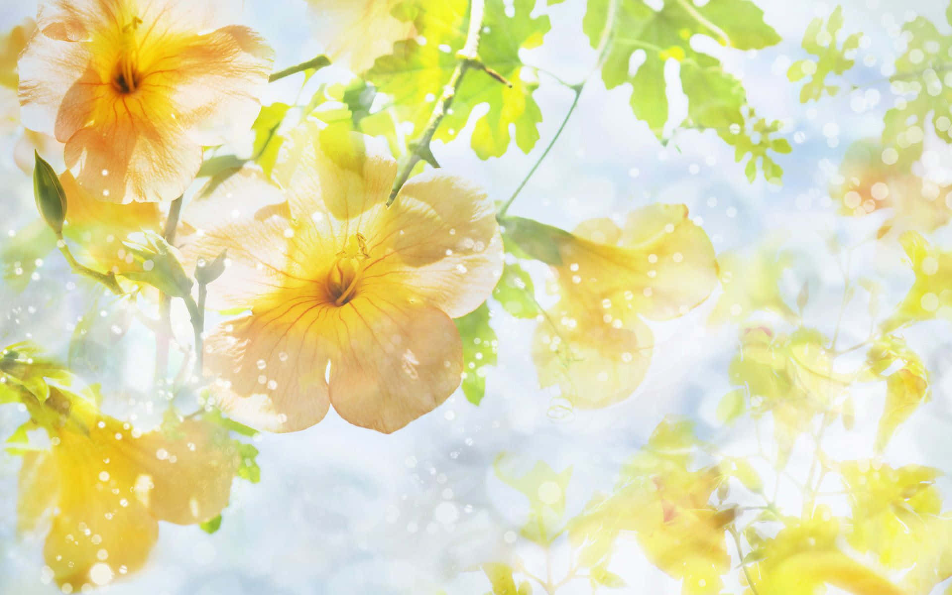 Spring Sunshine, vibrant yellow flowers, green leaves, Full HD Desktop Wallpaper