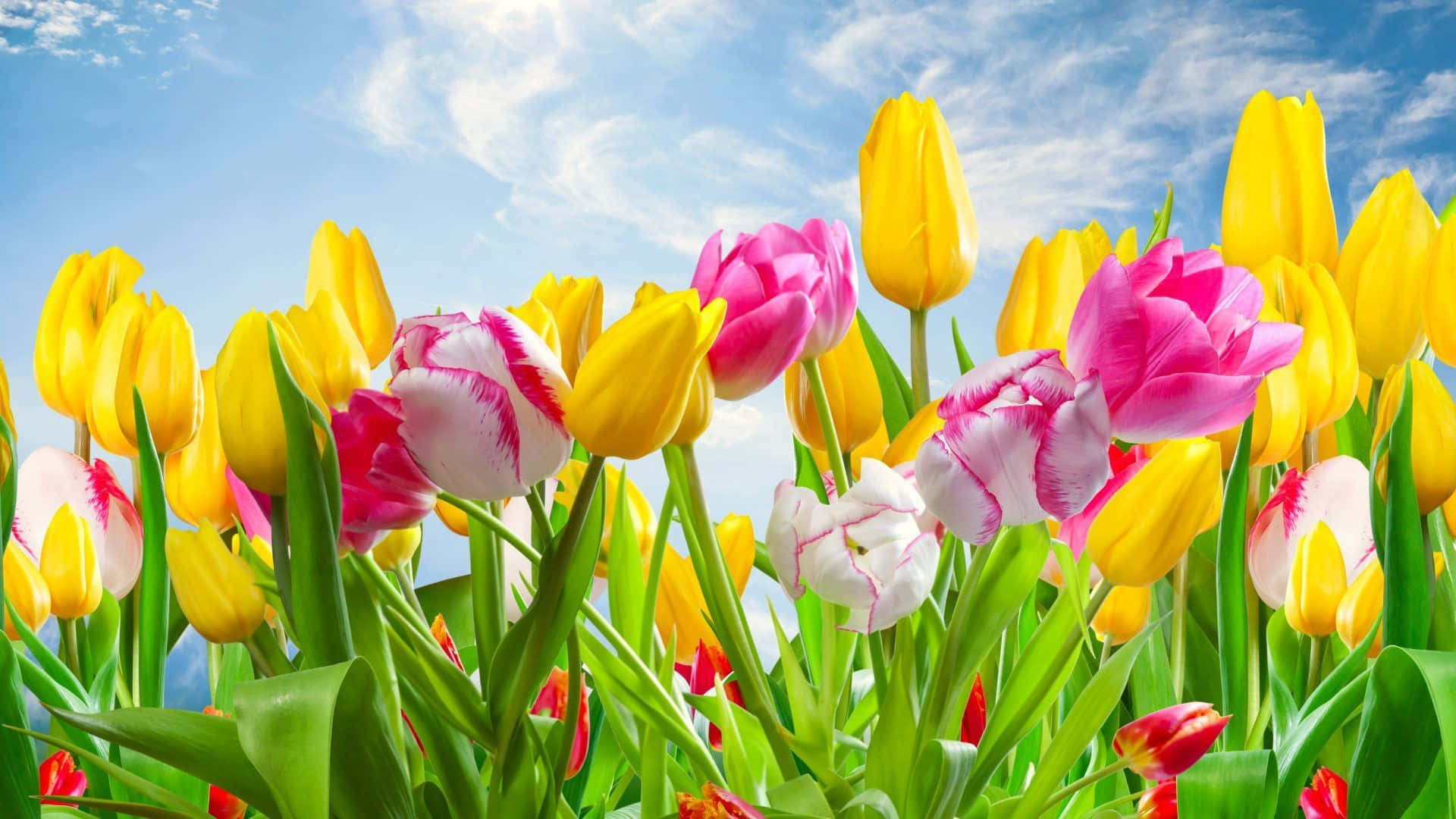 Spring Sunshine, meadow, yellow tulips, Full HD Desktop Wallpaper