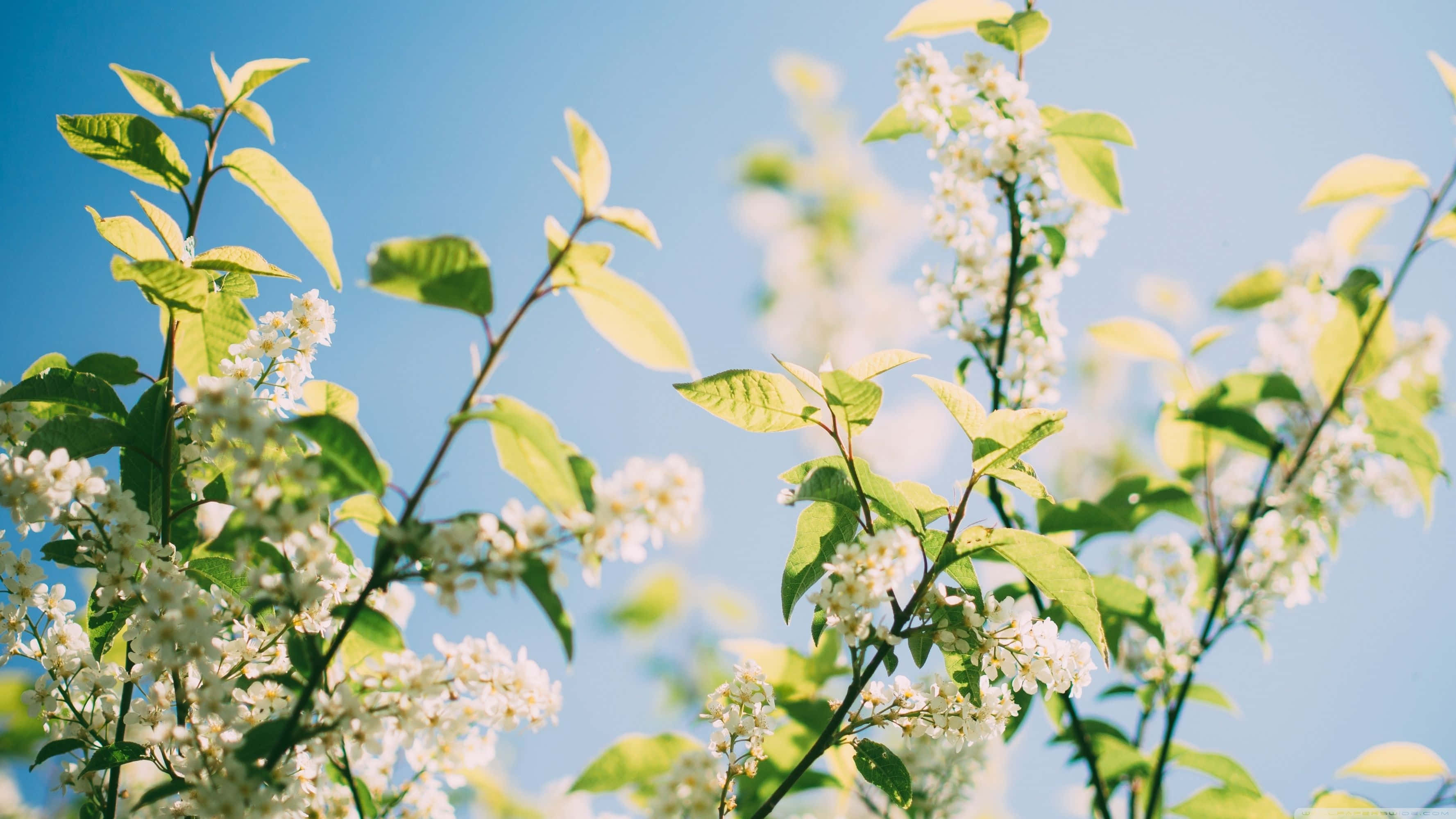 Spring Sunshine, white blossoms, green leaves, 2K Desktop Wallpaper
