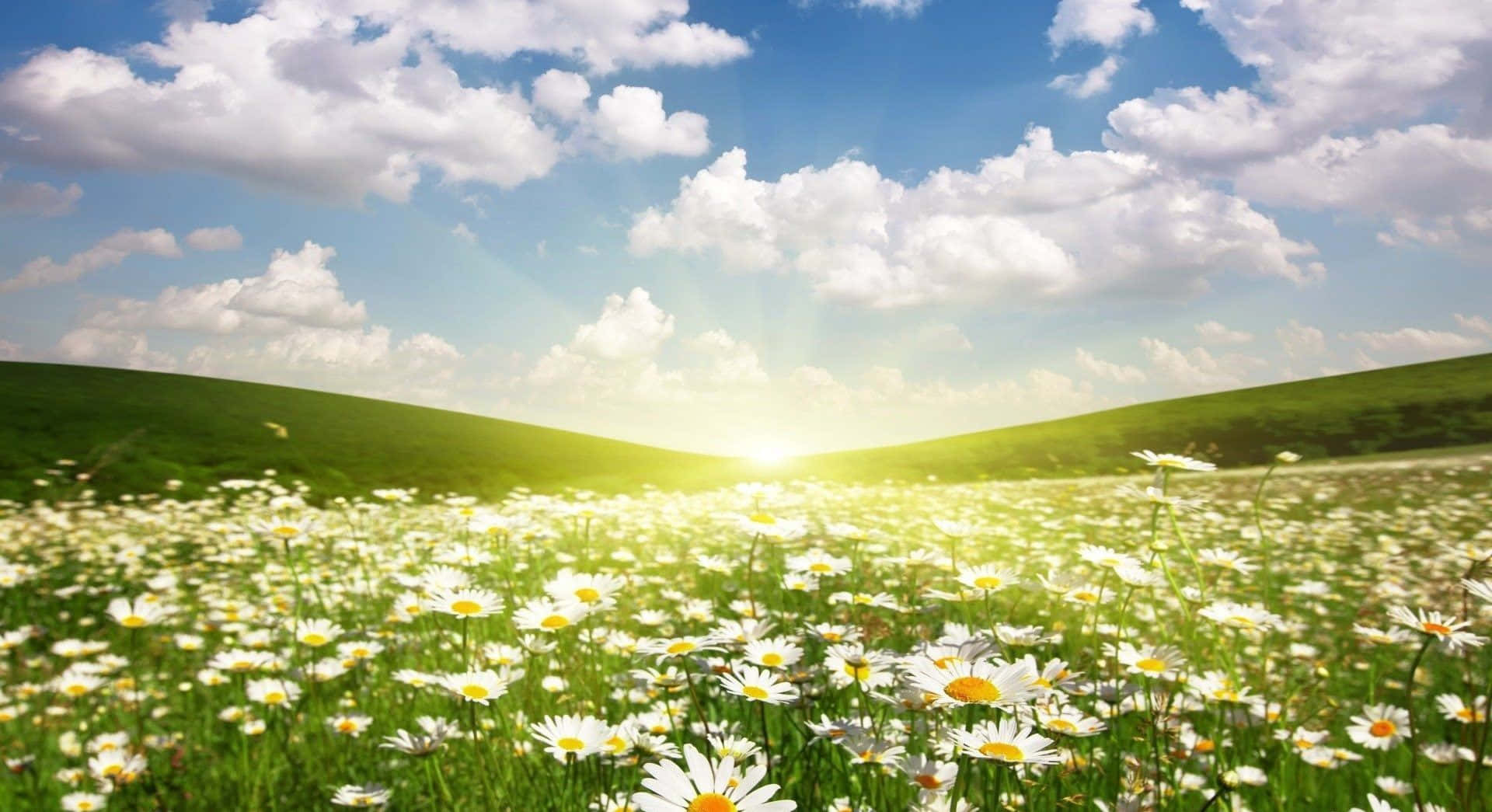 Spring Sunshine, golden sunlight, fluffy clouds, Full HD Desktop Wallpaper