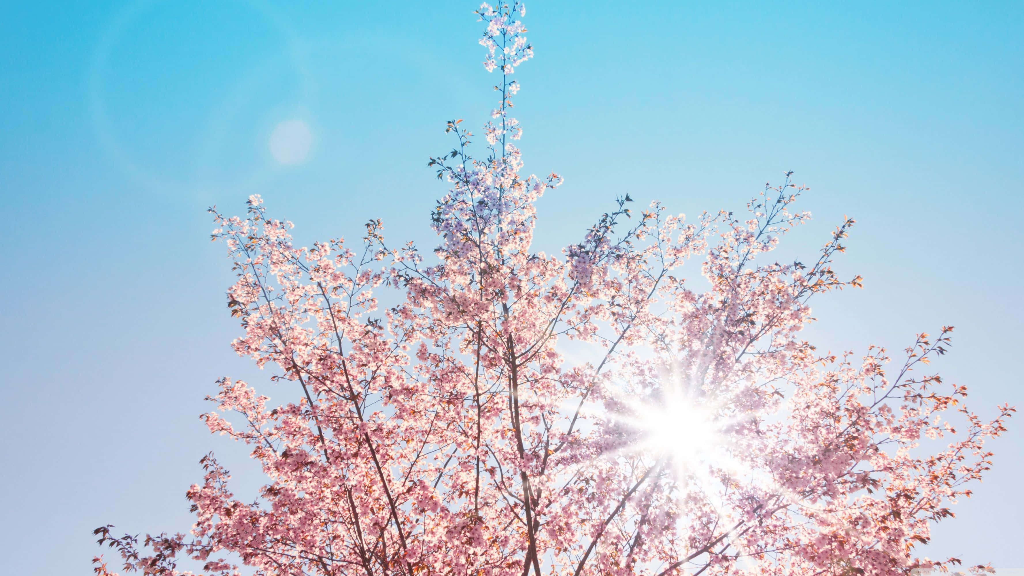 Spring Sunshine, pink cherry blossoms, clear blue sky, 2K Desktop Wallpaper