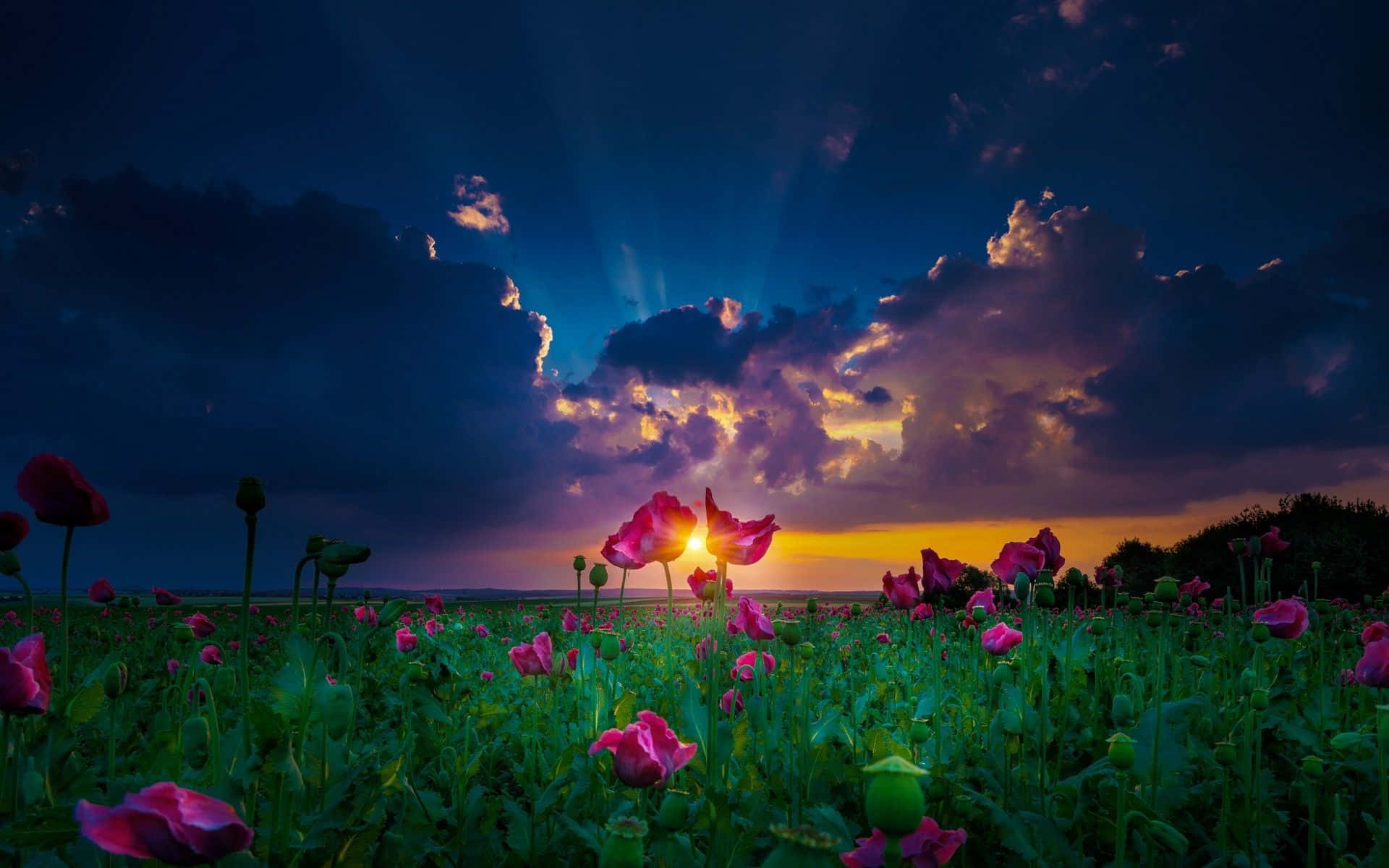 vibrant spring sunset, dramatic clouds, field of vibrant pink poppies, Full HD Desktop Wallpaper