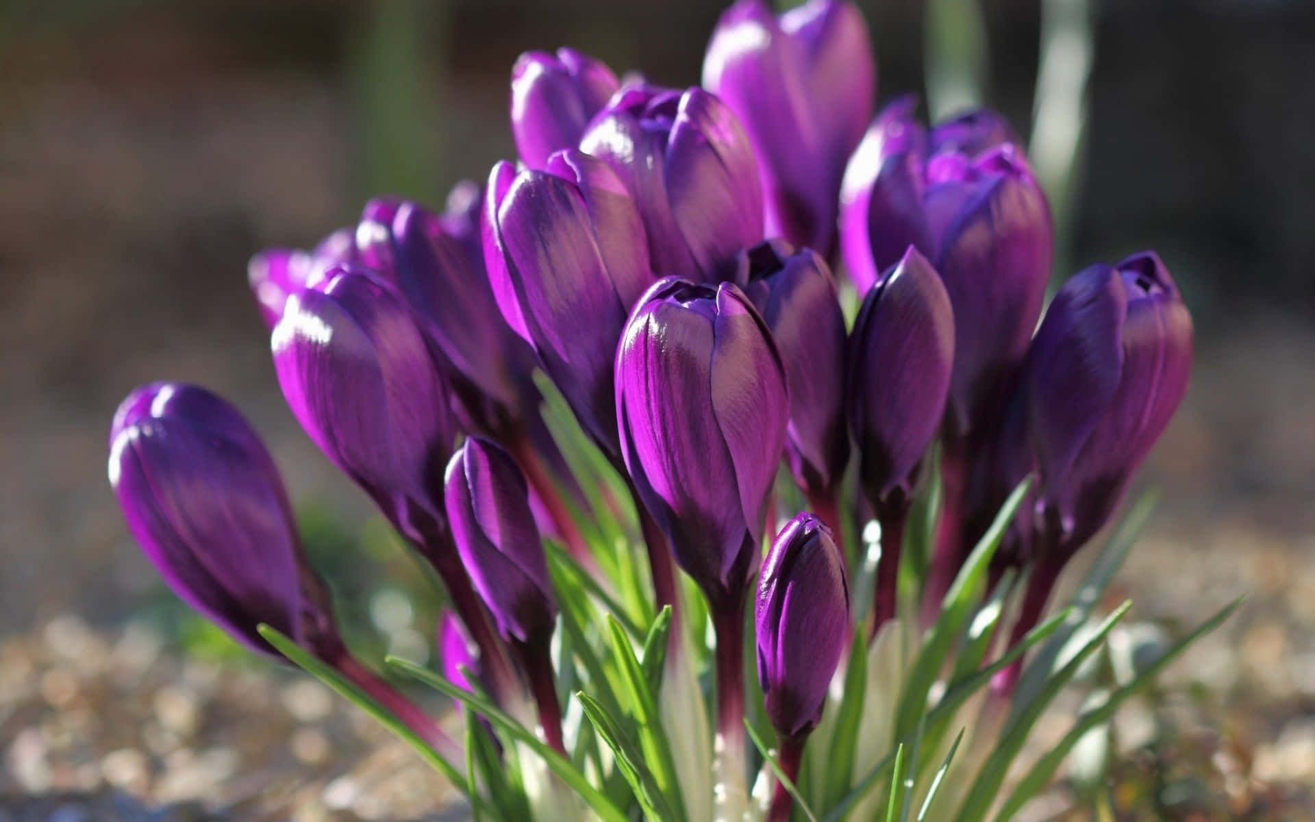 Spring Sunshine, vibrant purple crocus, soft sunlight, Full HD Desktop Wallpaper
