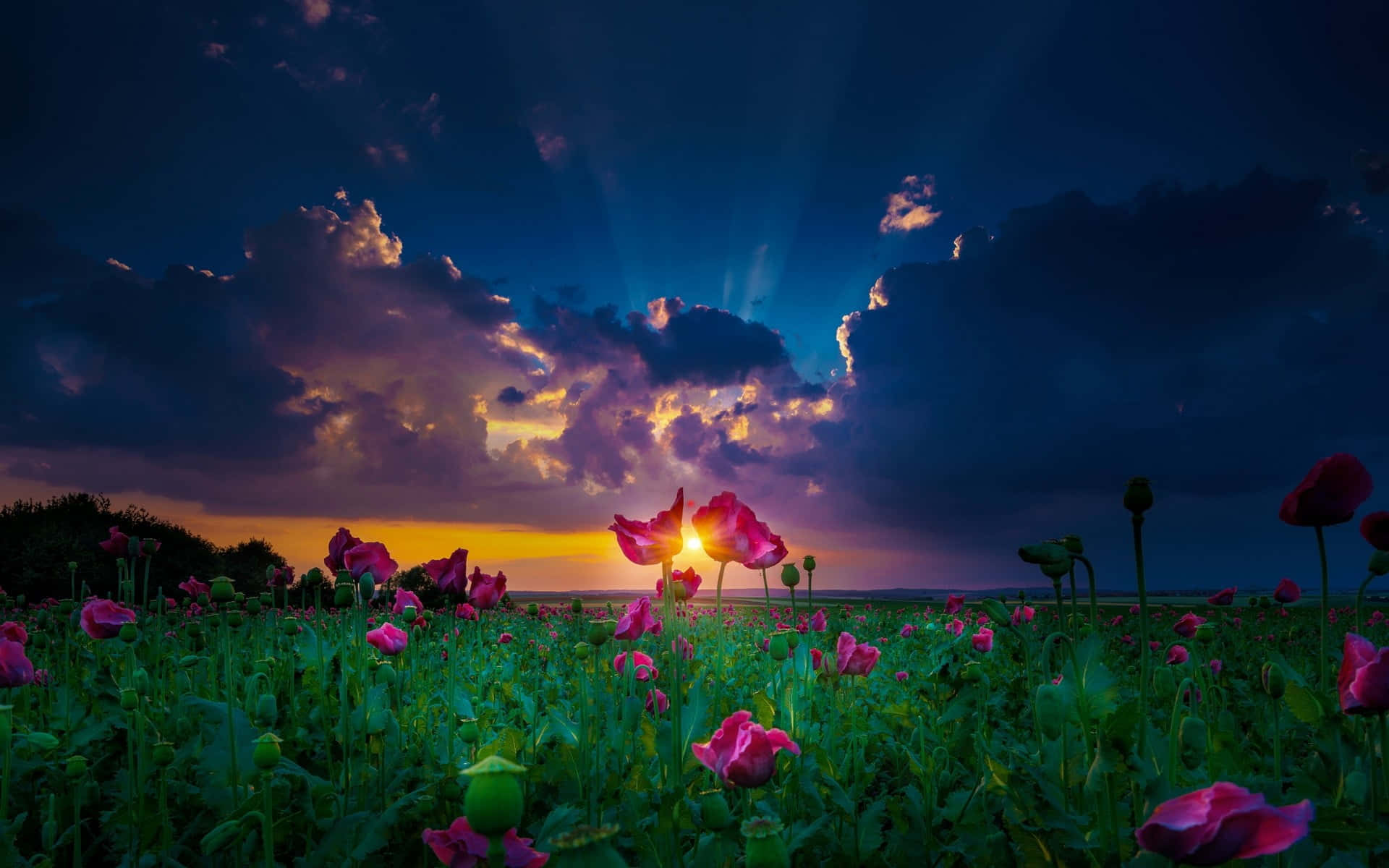 spring sunset, pink poppies, golden sunbeams, Full HD Desktop Wallpaper