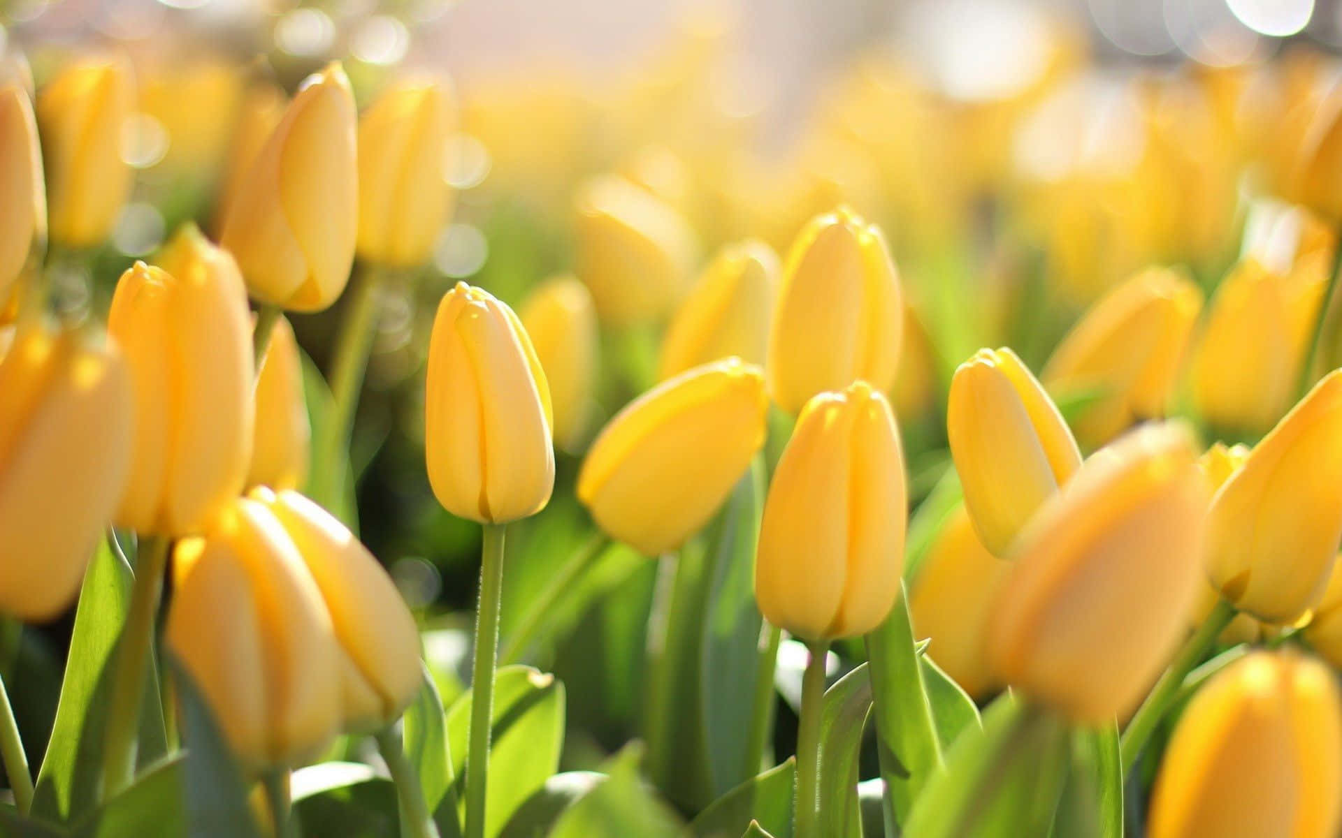 Spring Sunshine, yellow tulips, vibrant field, Full HD Desktop Wallpaper