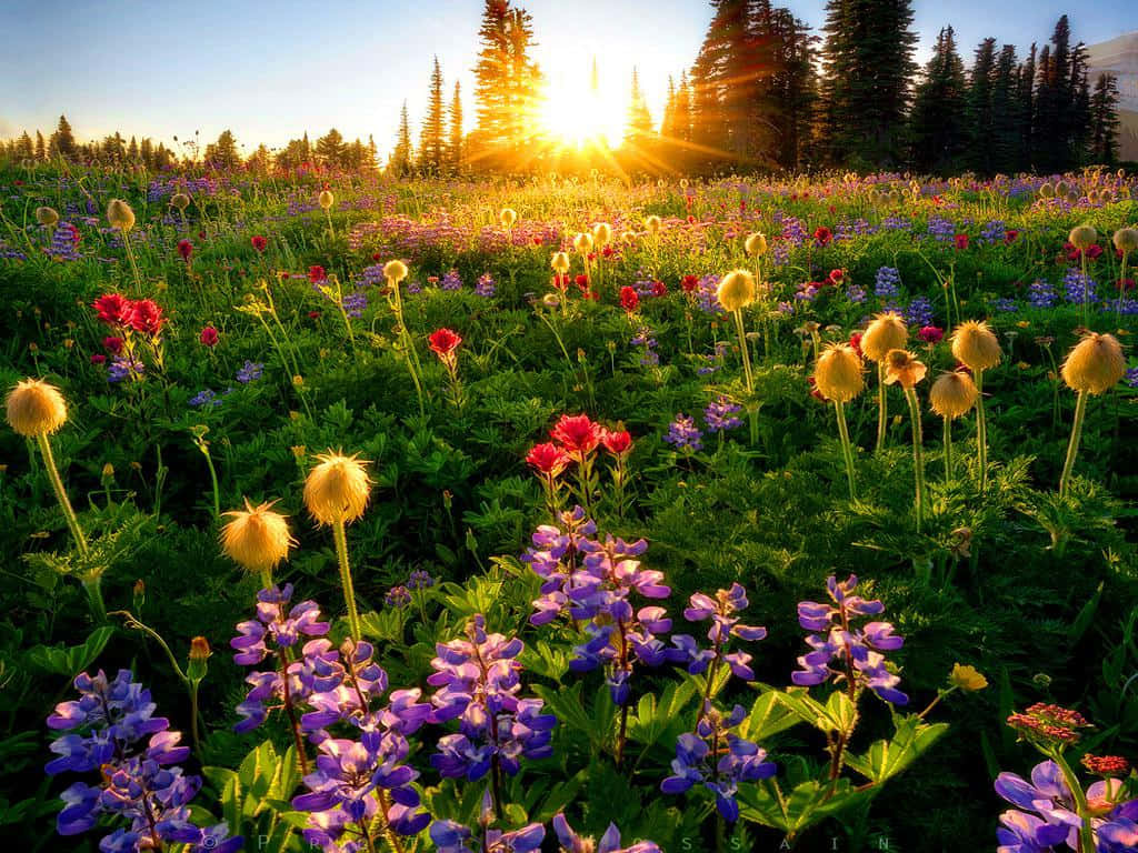 Spring Sunrise, purple lupines, yellow flowers, SD Desktop Wallpaper