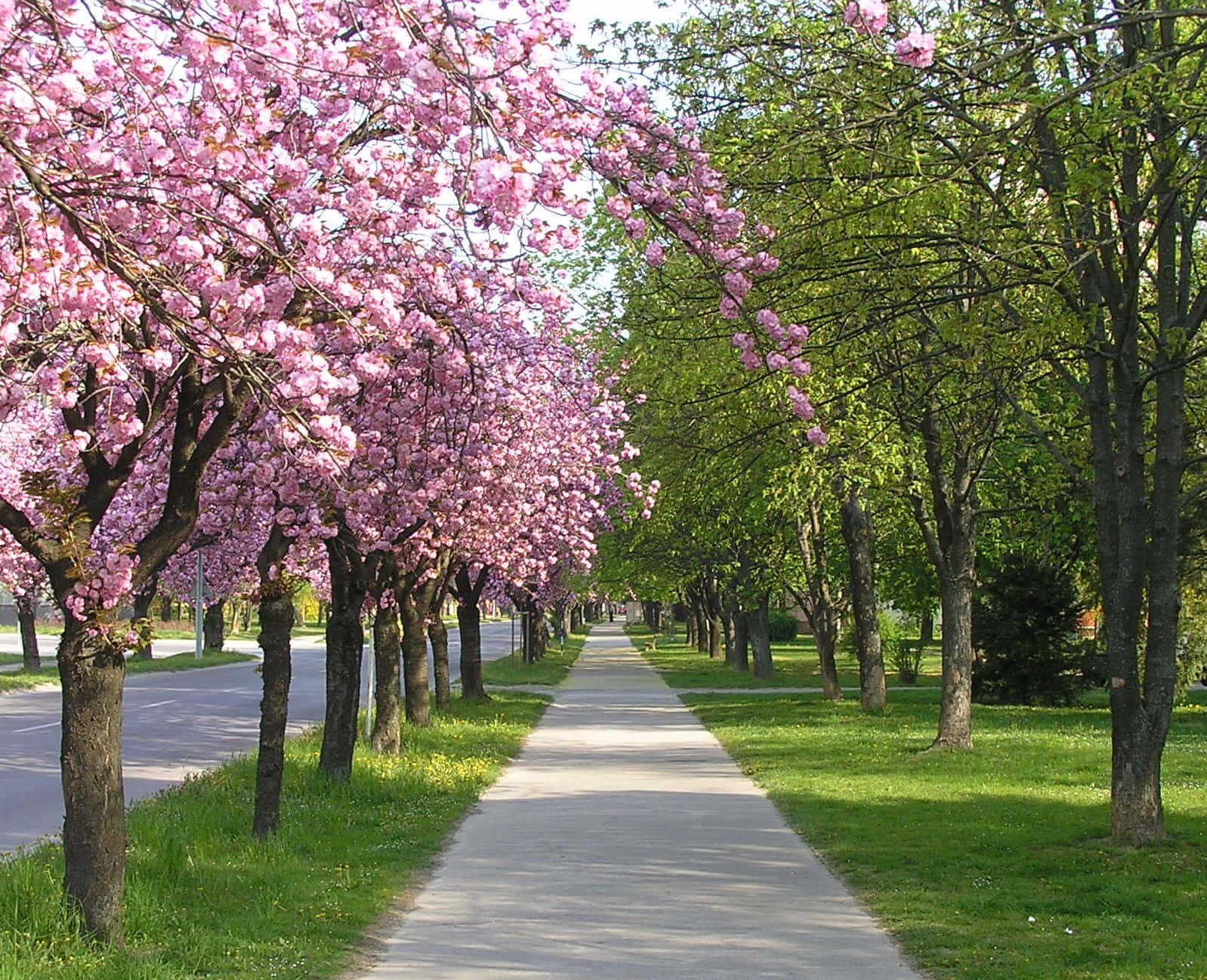 spring outdoors, pink cherry trees, green foliage, HD Desktop Wallpaper