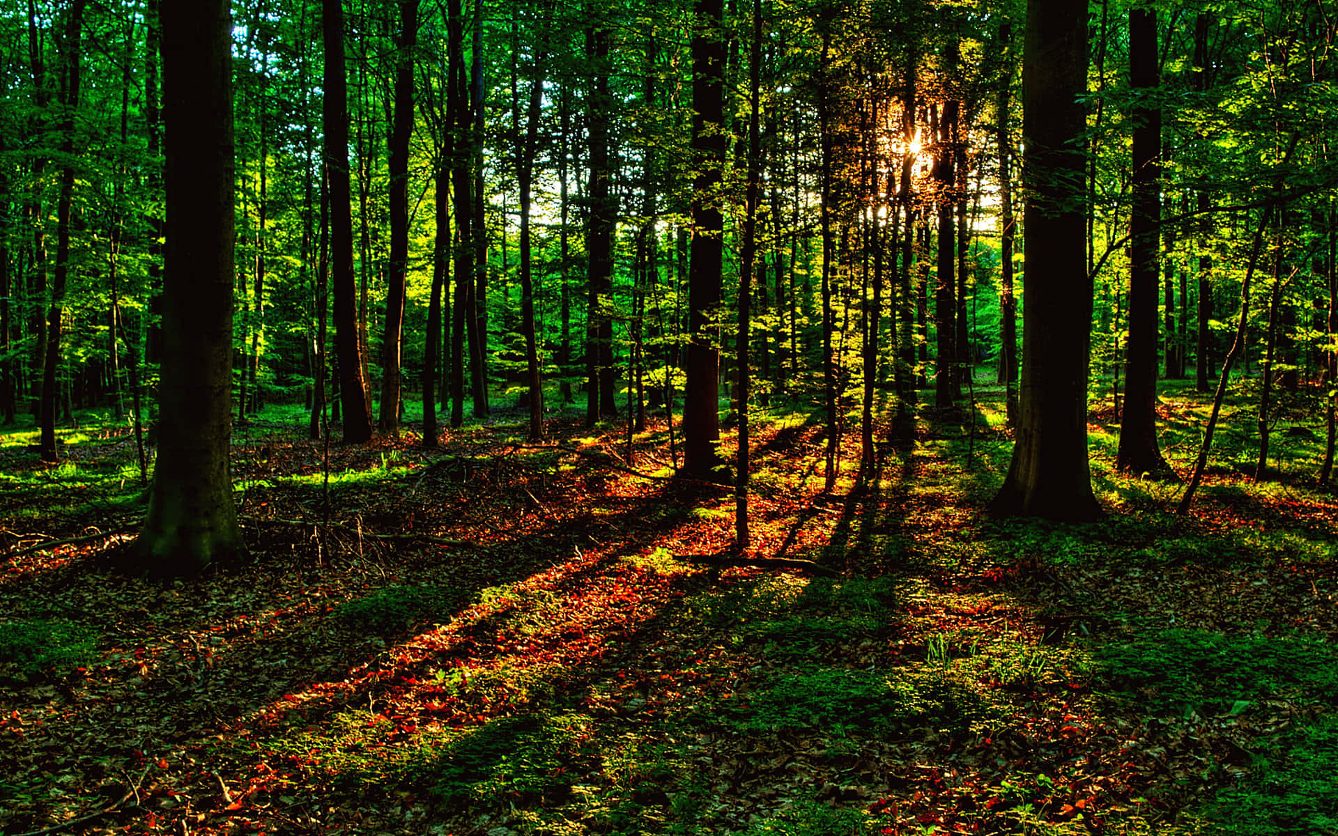 Spring Sunshine, golden rays, forest floor, Full HD Desktop Wallpaper