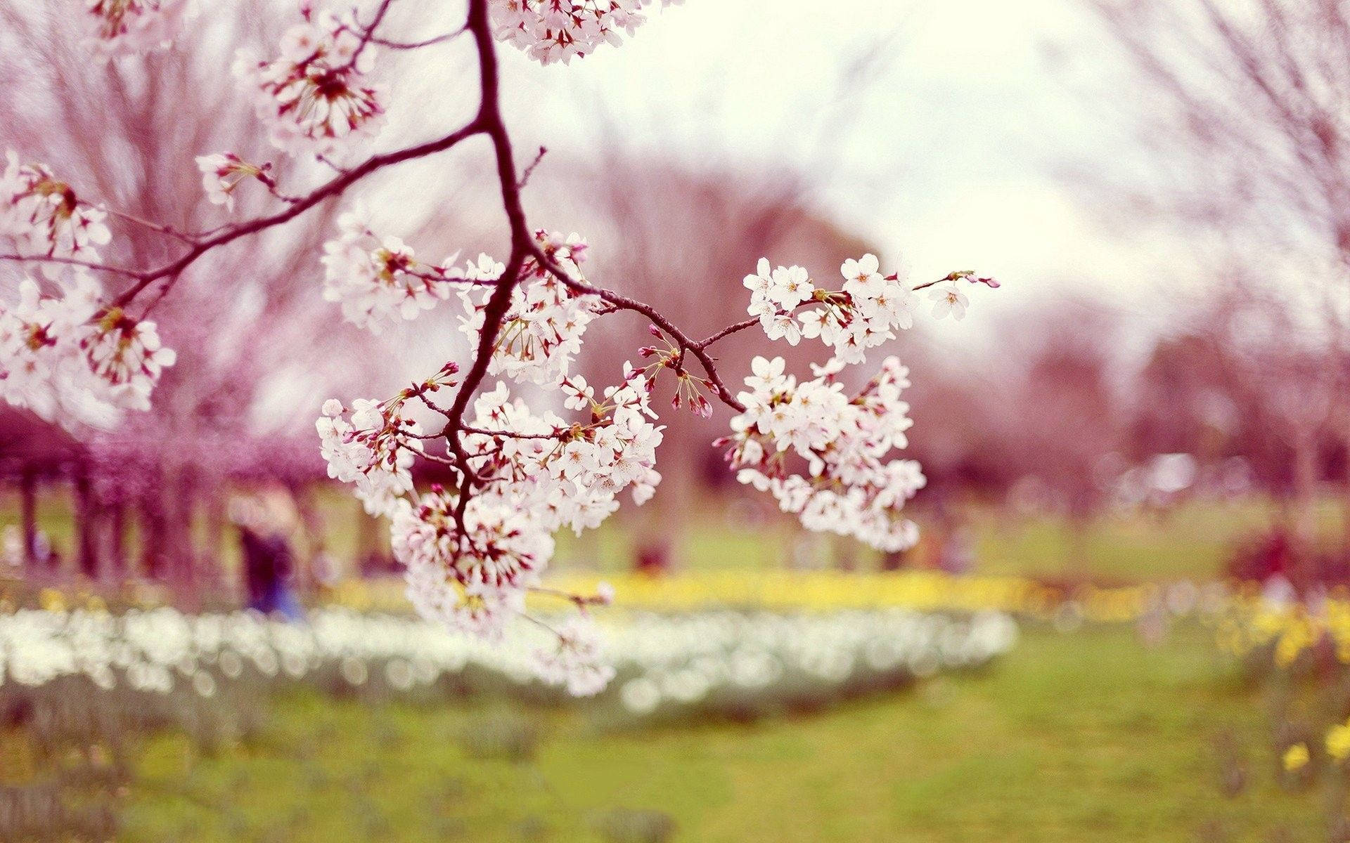 cherry blossoms, white, dark branches, Full HD Desktop Wallpaper