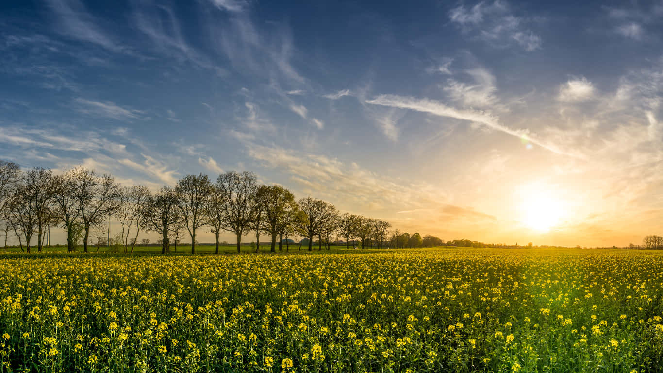 Spring Sunset, golden rapeseed field, vibrant blue sky, HD Desktop Wallpaper
