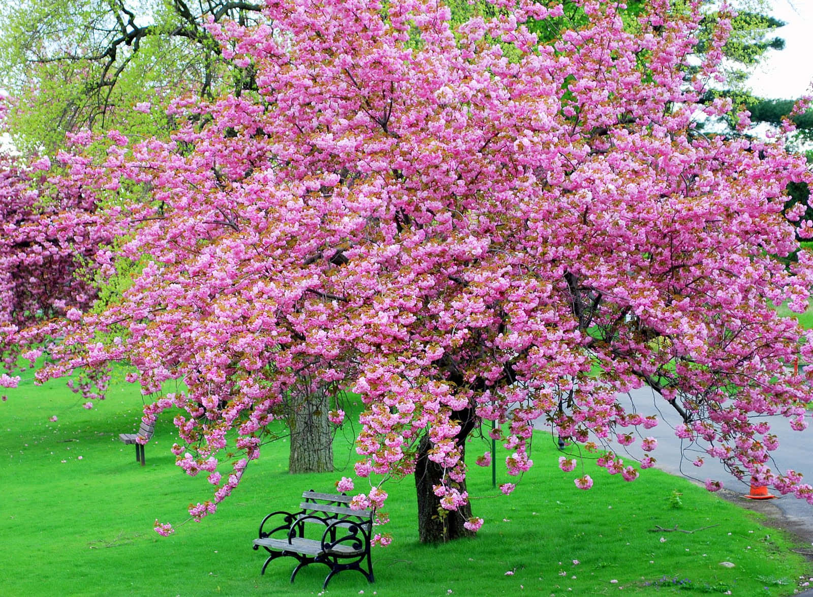 pink cherry blossom tree, black iron bench, lush green park, HD Desktop Wallpaper